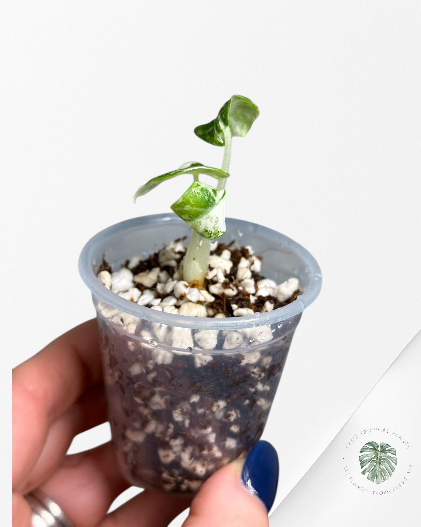 Alocasia Ninja Variegated Albo | Rare TC Plant| Aya's Tropical Plants