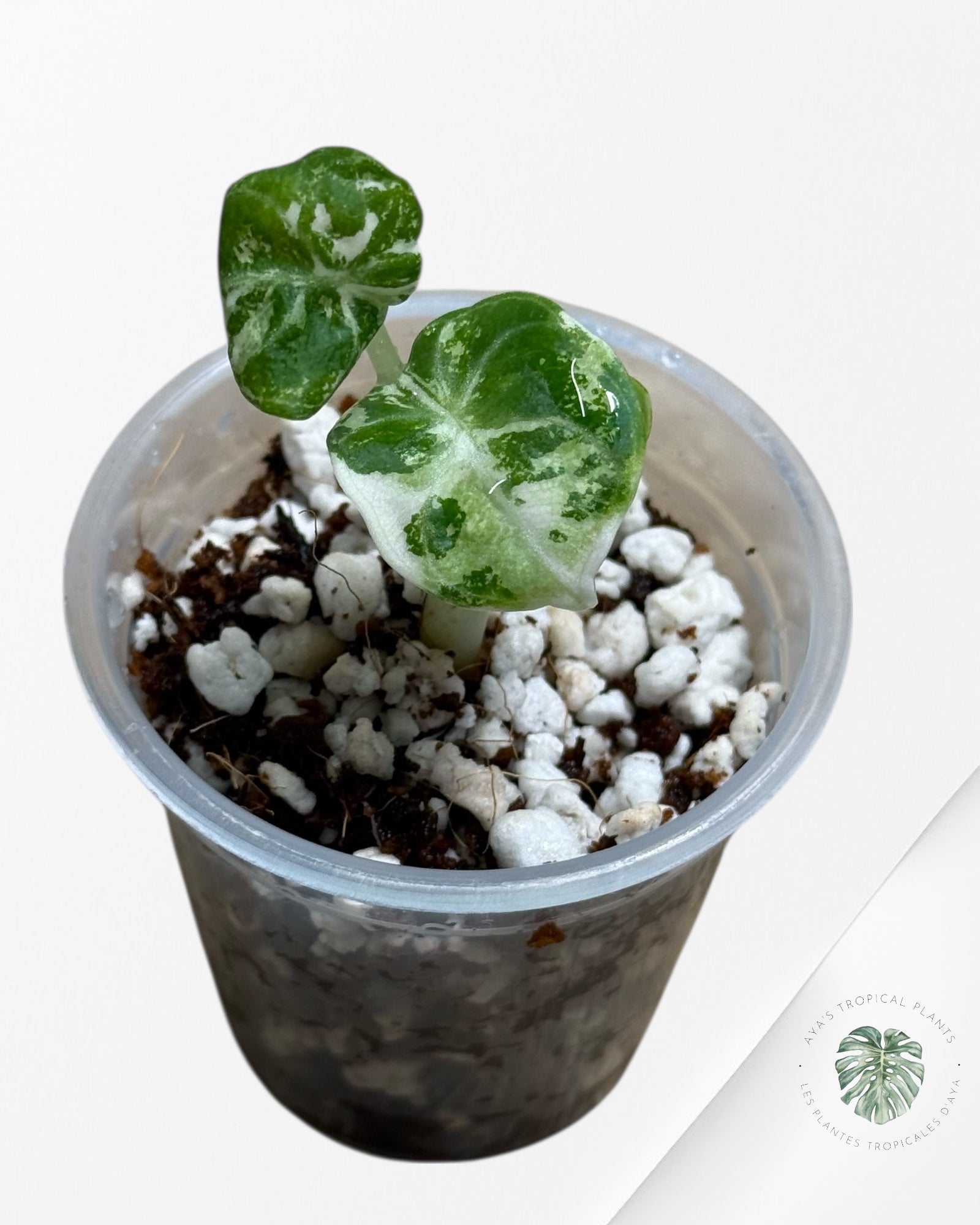 Alocasia Ninja Variegated Albo | Rare TC Plant| Aya's Tropical Plants