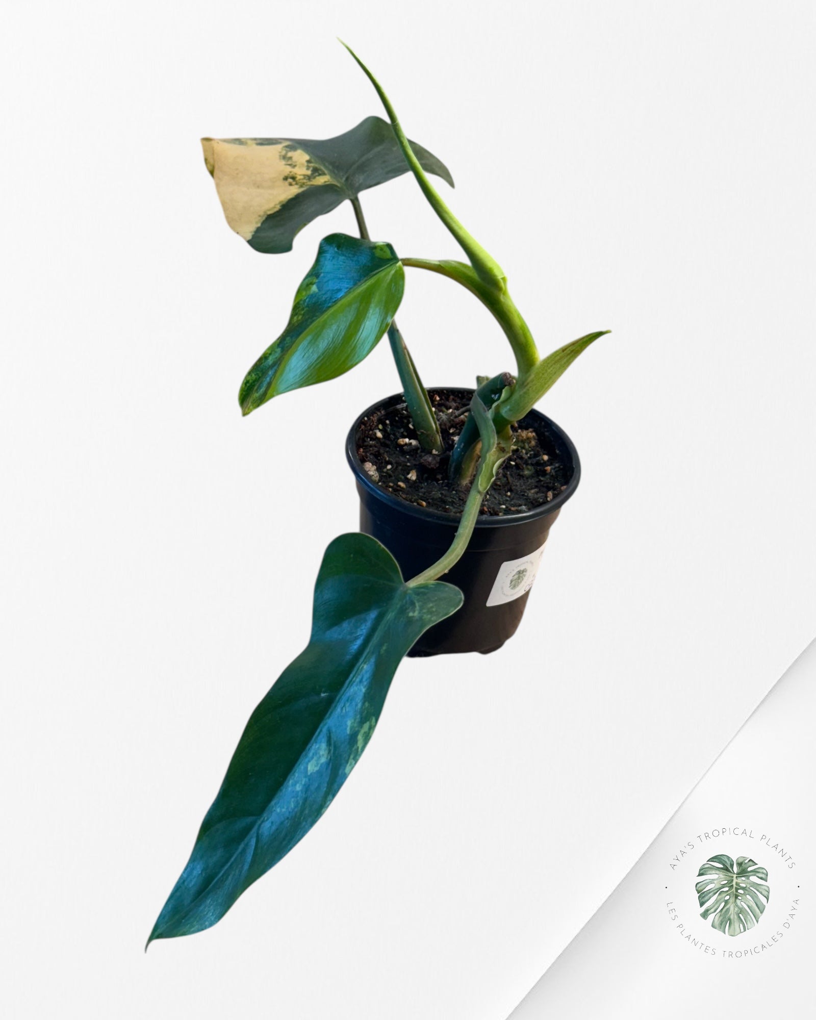 Philodendron Domesticum Variegated - 0338B