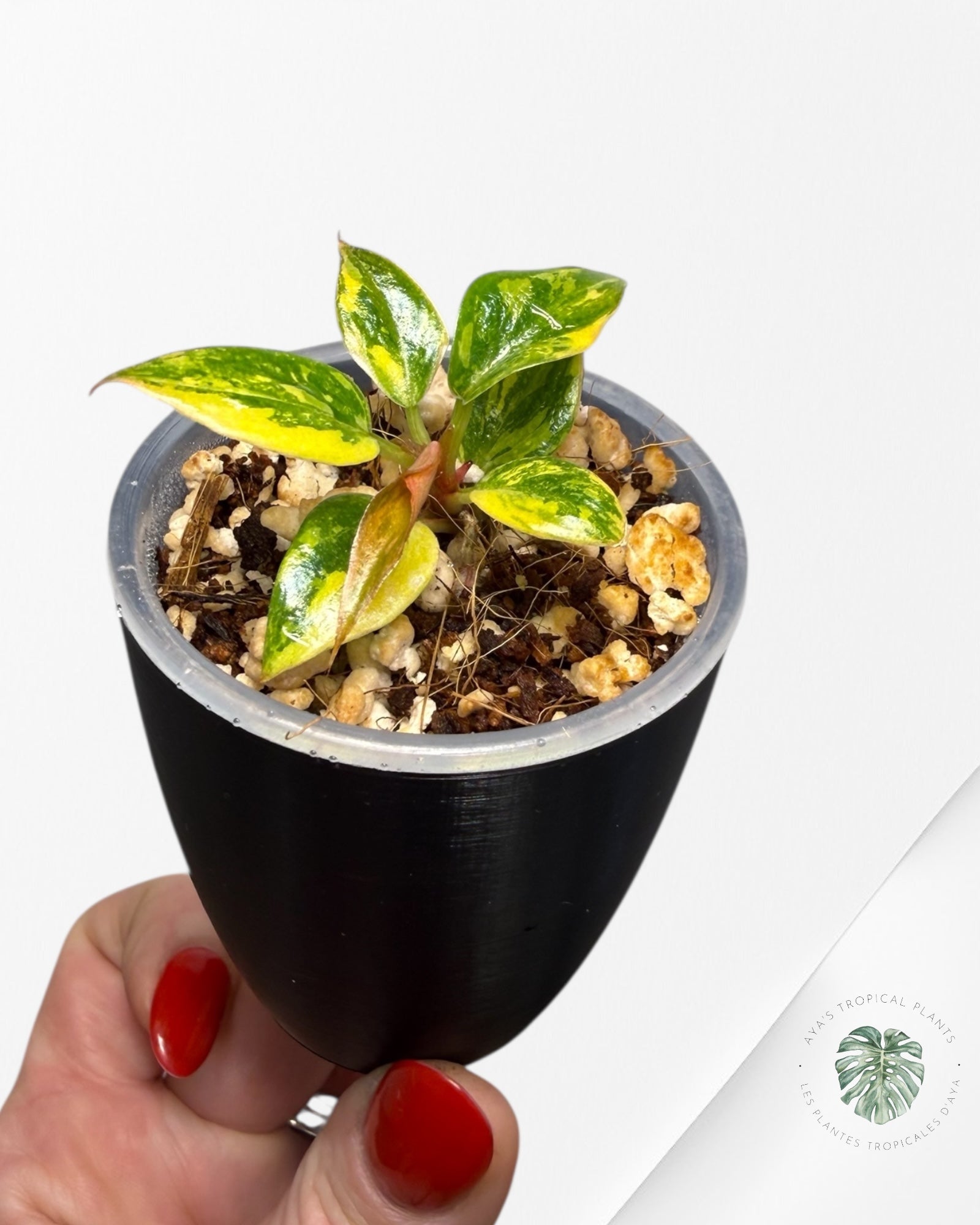 Philodendron Caramel Marble ‘Fire Tiger’