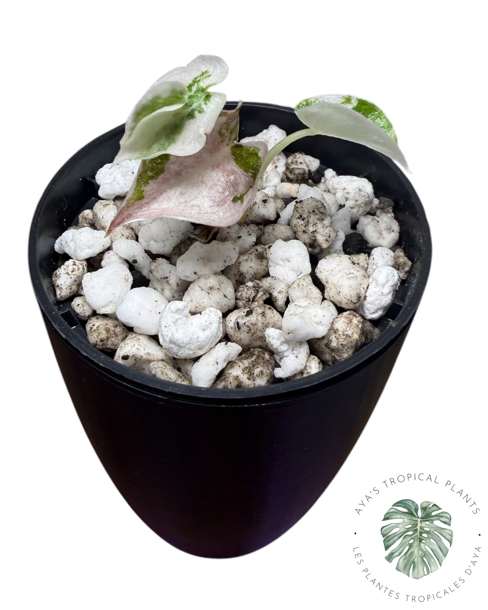 Alocasia Cuprea Pink Albo Variegated