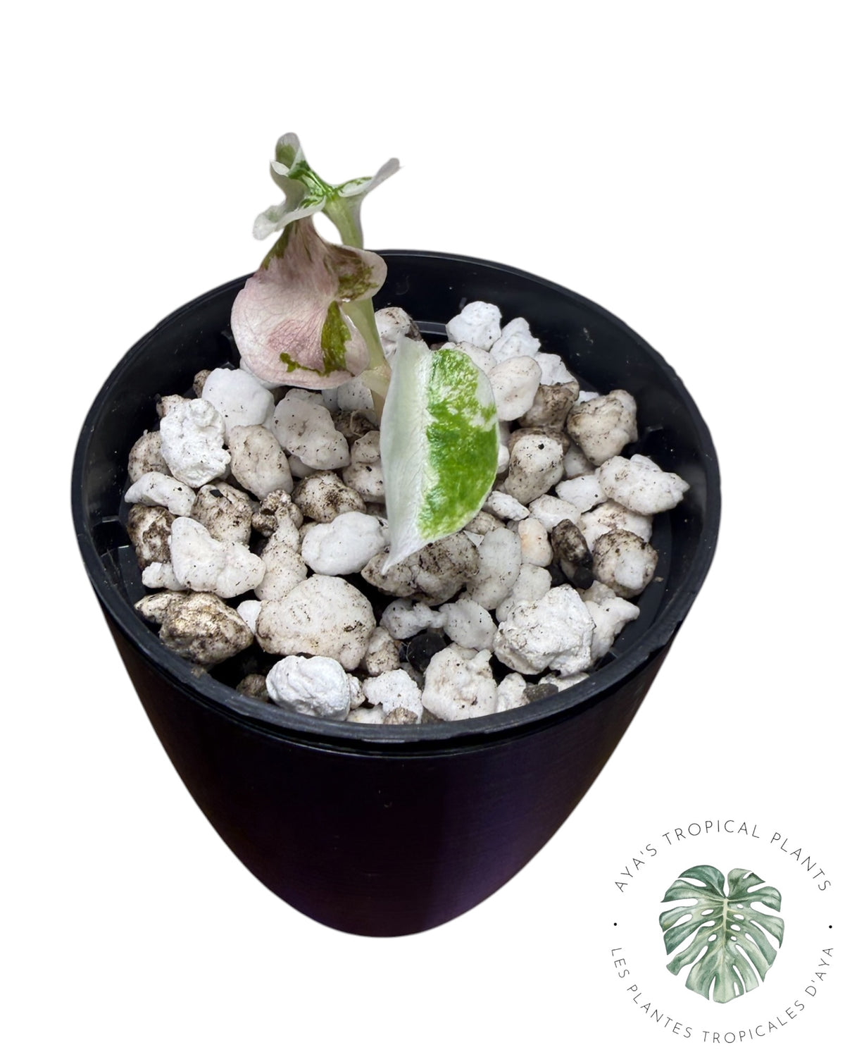 Alocasia Cuprea Pink Albo Variegated