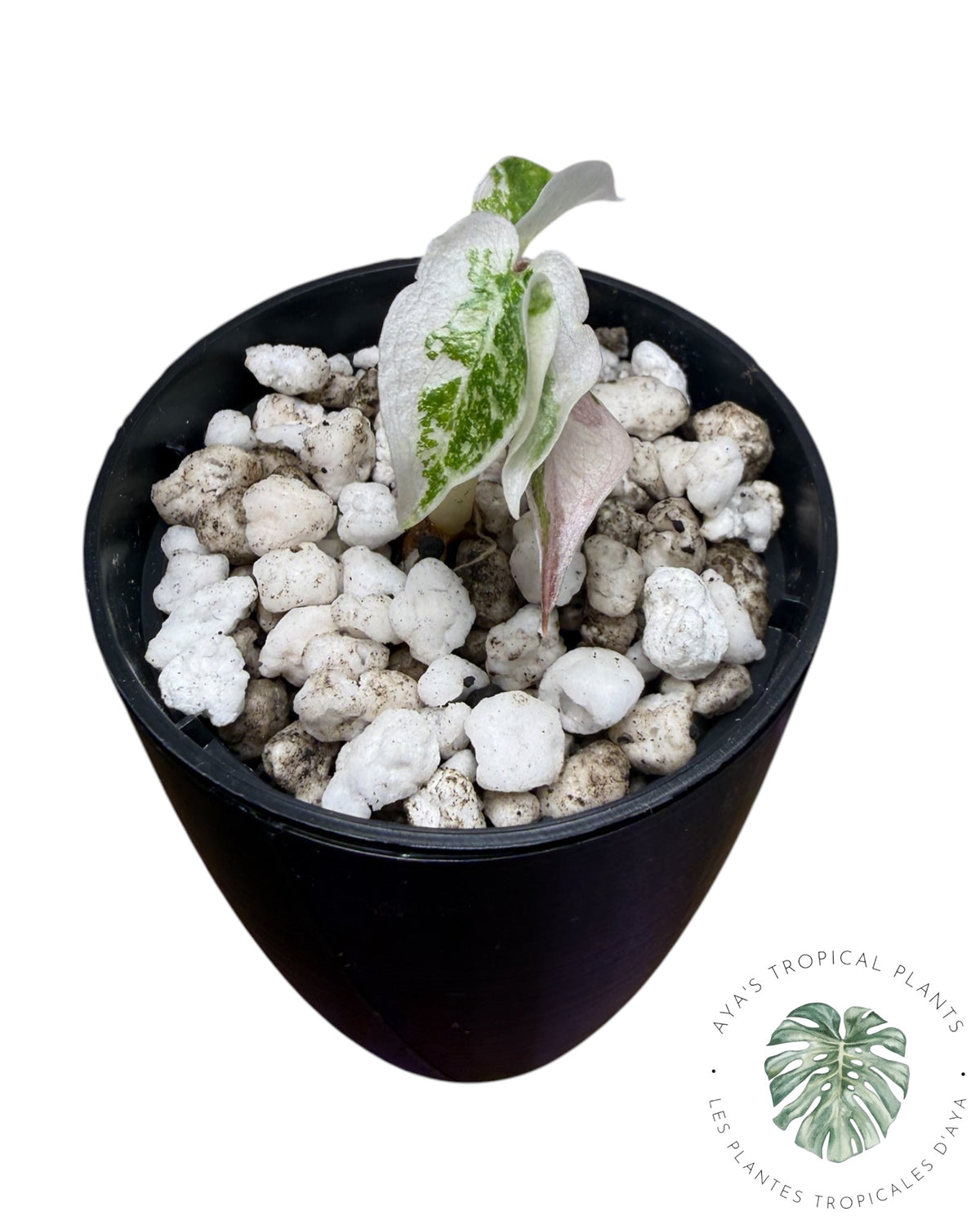 Alocasia Cuprea Pink Albo Variegated