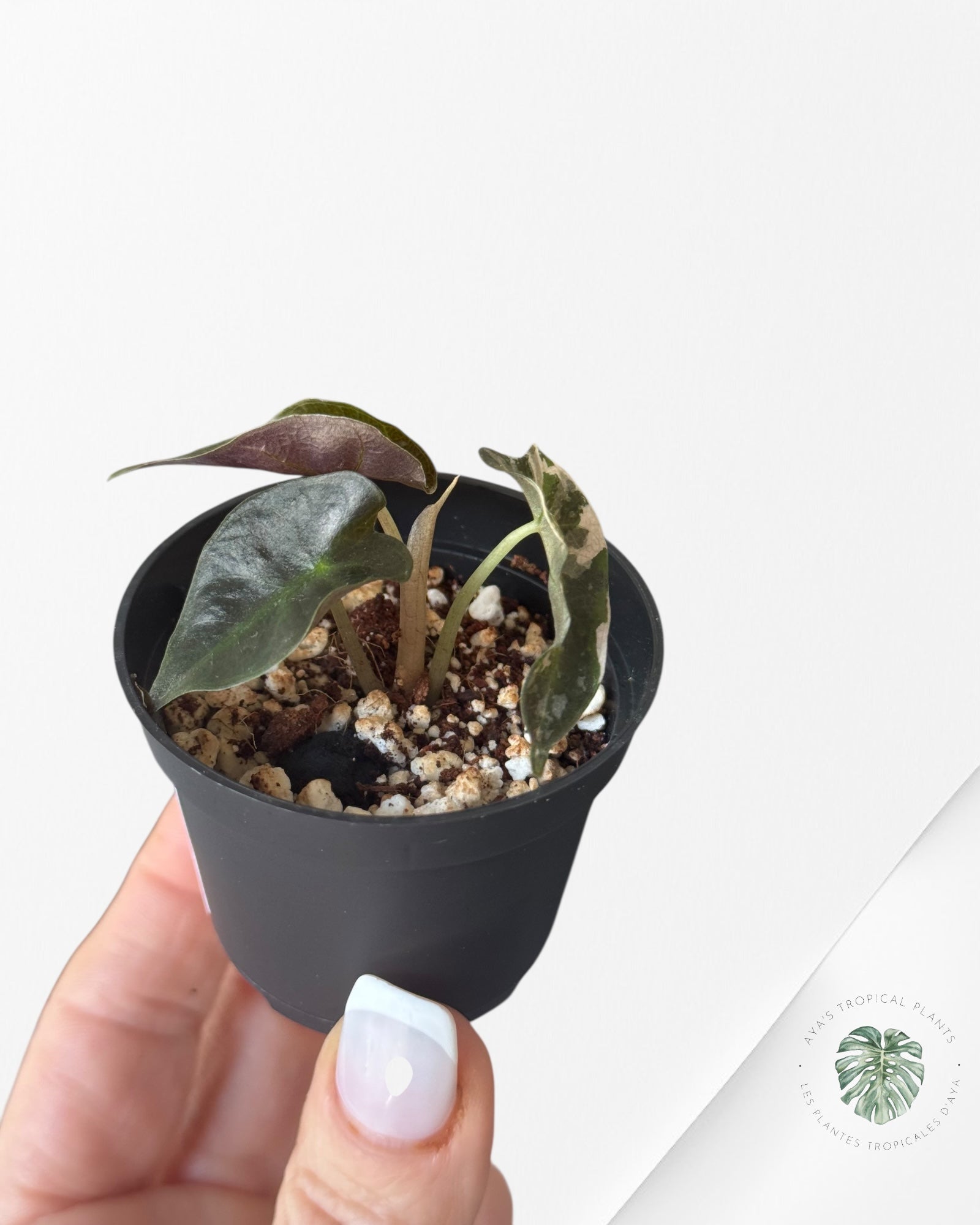 Alocasia Polly Variegata (Pink A Grade）- T3