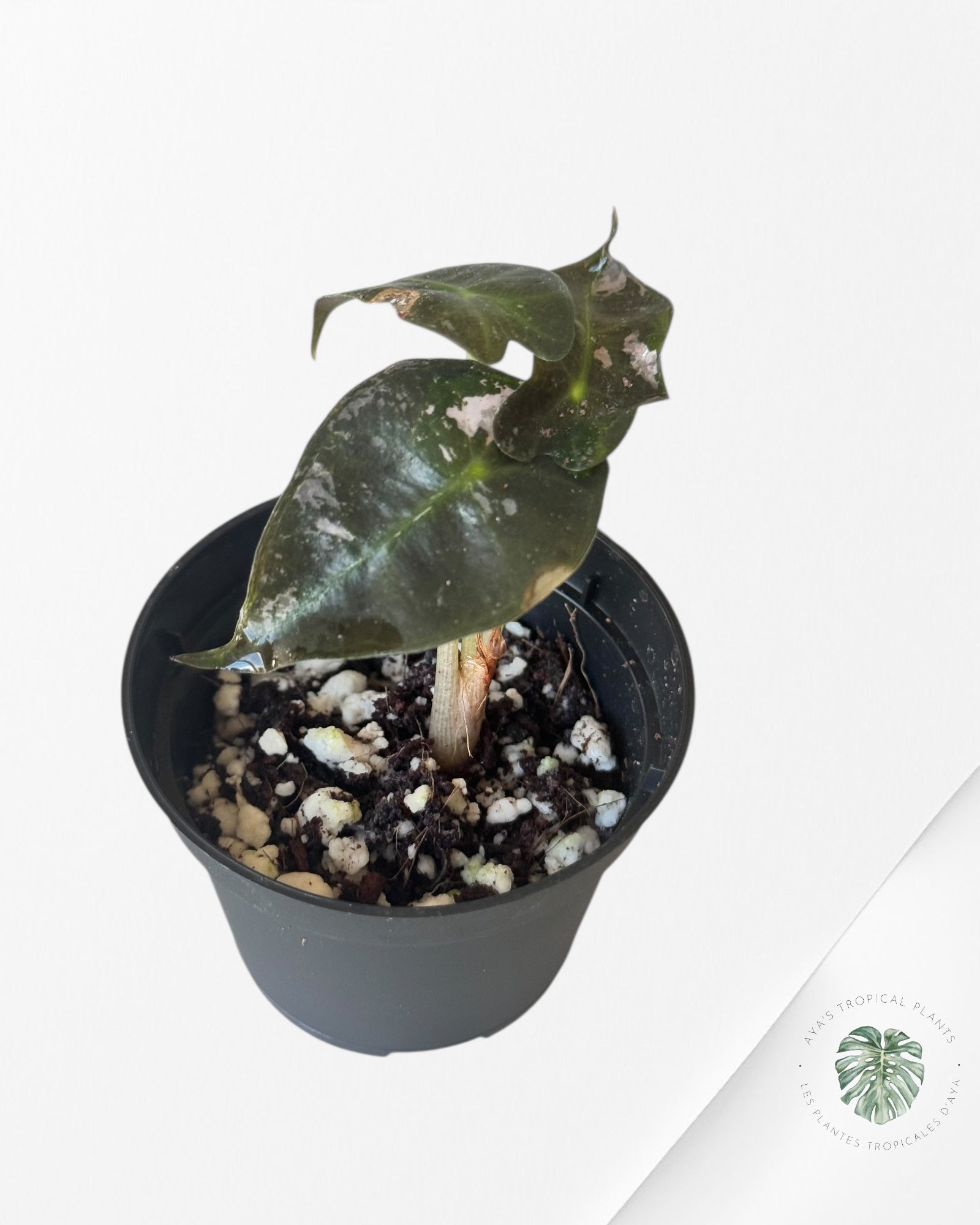Alocasia Polly Variegata (Pink A Grade）- T33