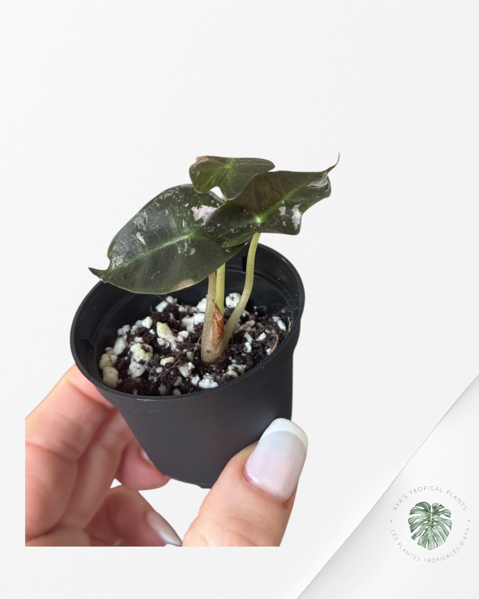 Alocasia Polly Variegata (Pink A Grade）- T33