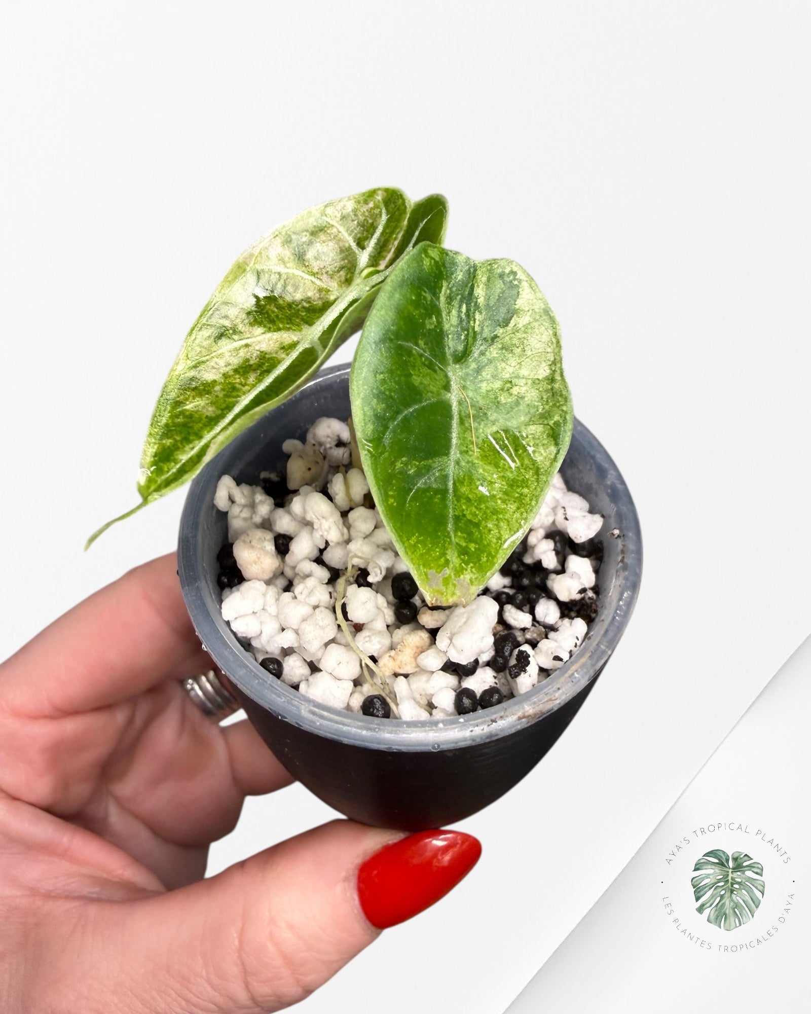 Alocasia Watsoniana Doff. Pink Variegated