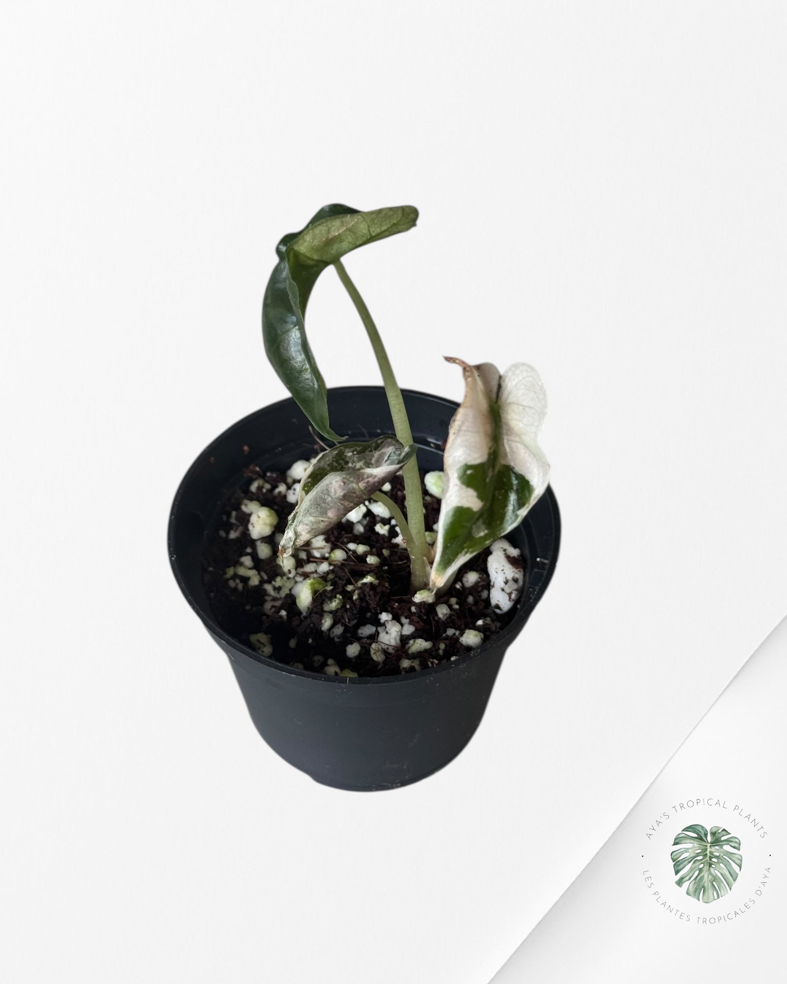 Alocasia Polly Variegata (Pink A Grade）- T43