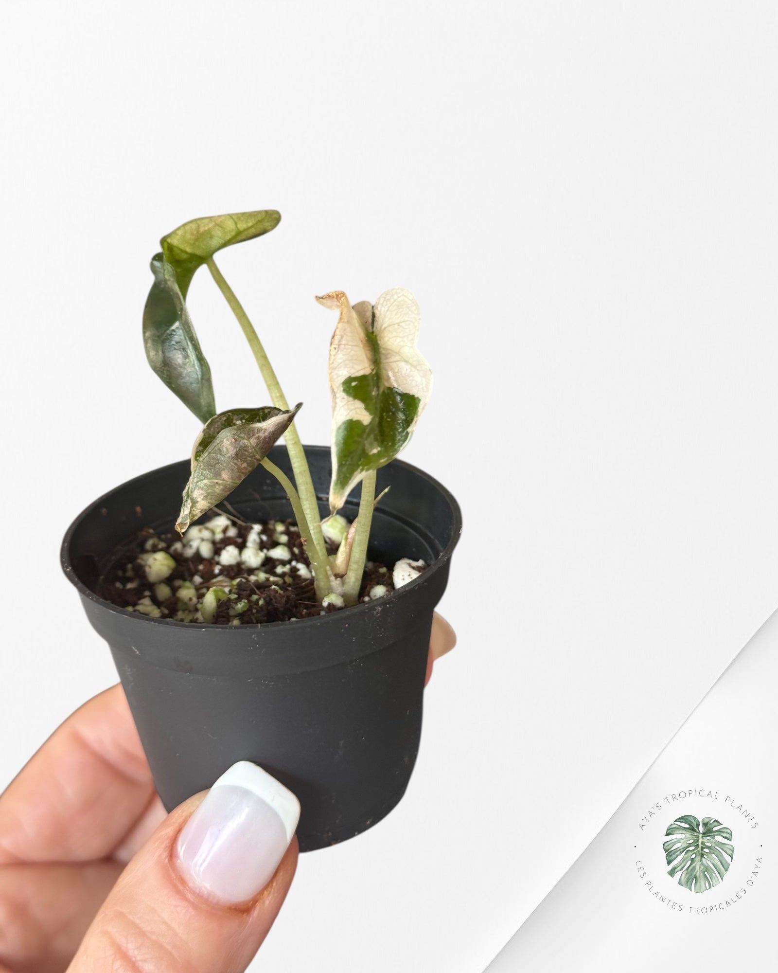 Alocasia Polly Variegata (Pink A Grade）- T43