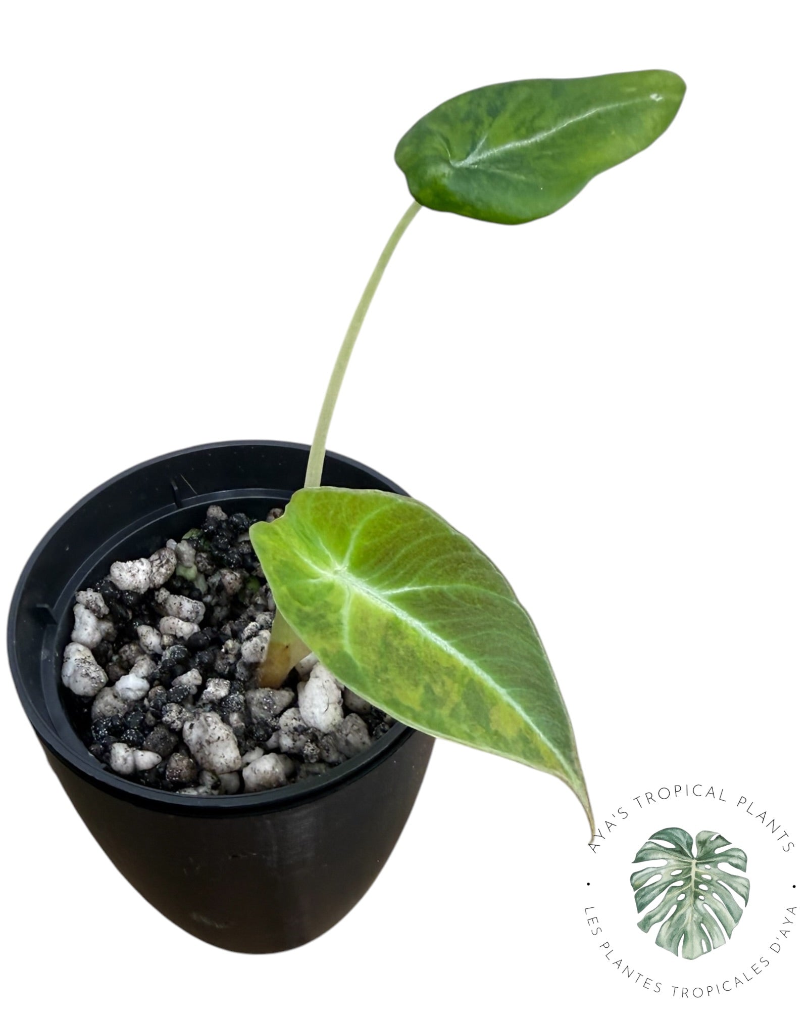 Alocasia Black Velvet Aurea Variegated