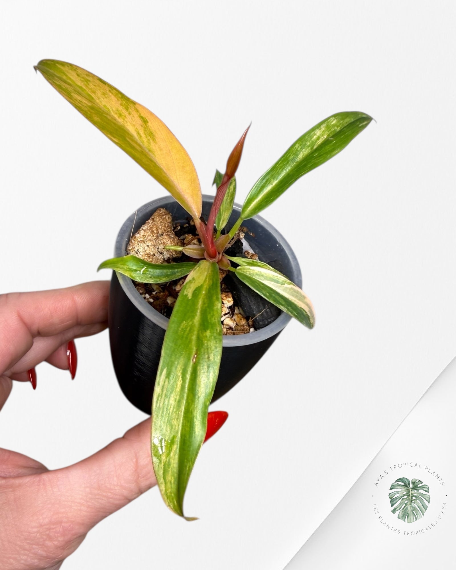 Philodendron Caramel Marble