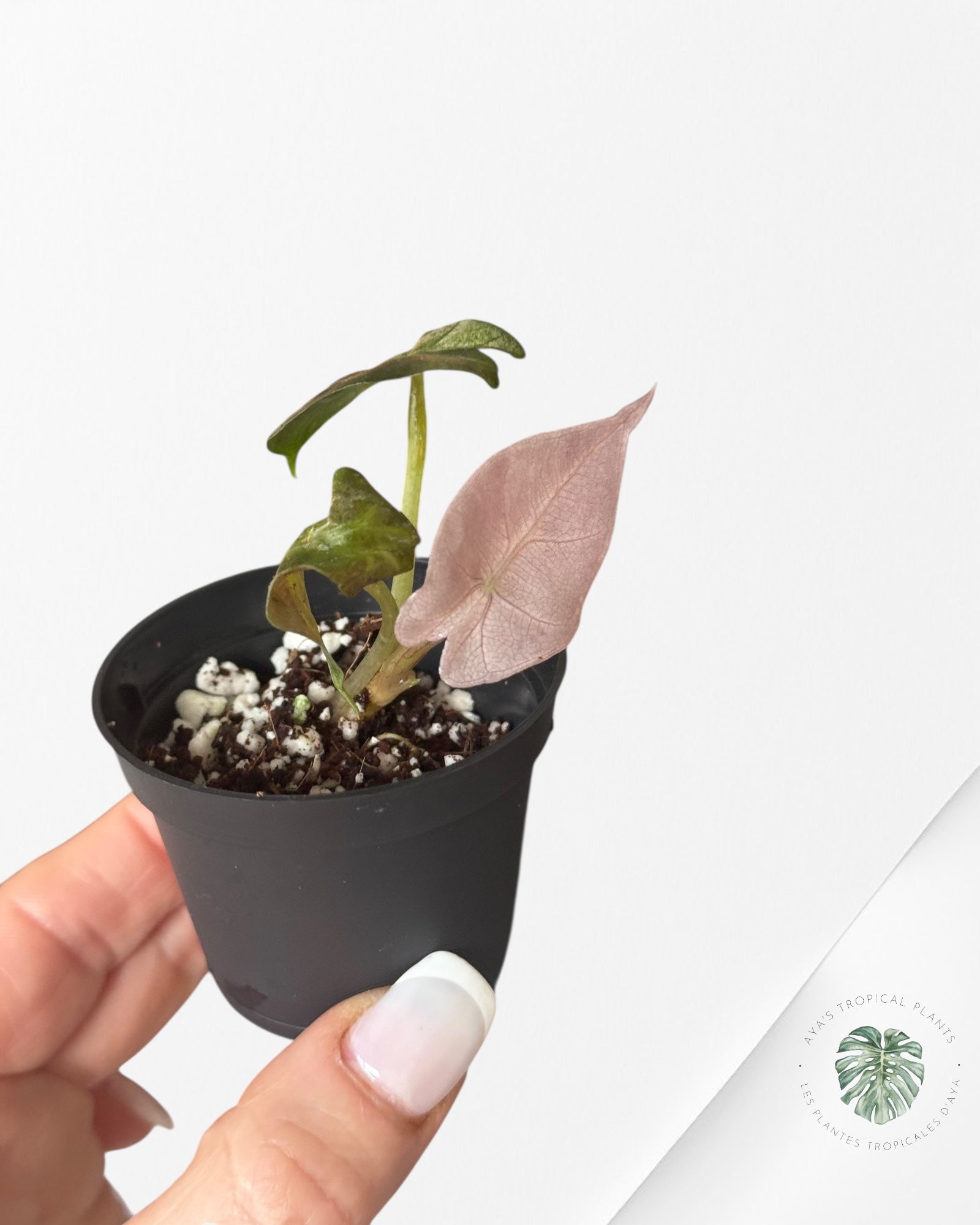 Alocasia Polly Variegata (Pink A Grade）- T53