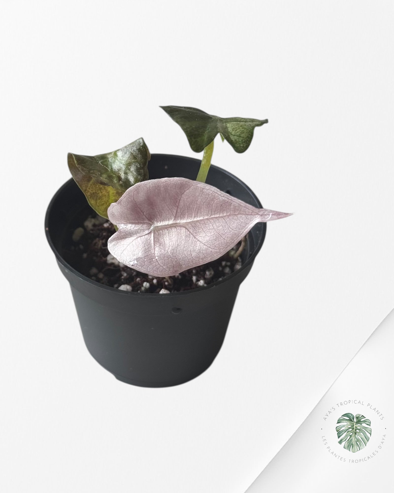Alocasia Polly Variegata (Pink A Grade）- T53