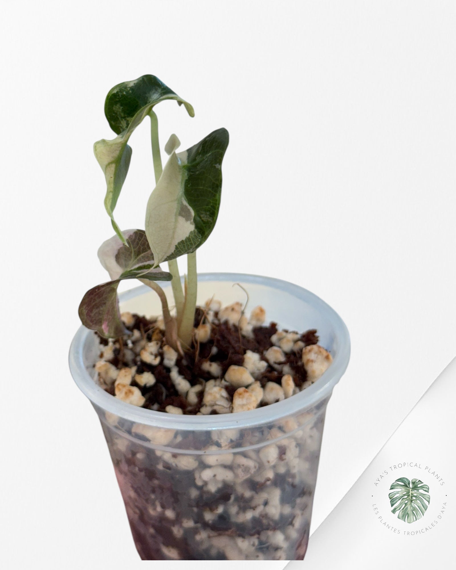 Alocasia Polly Variegated Pink| Rare TC Plant| Aya's Tropical Plants