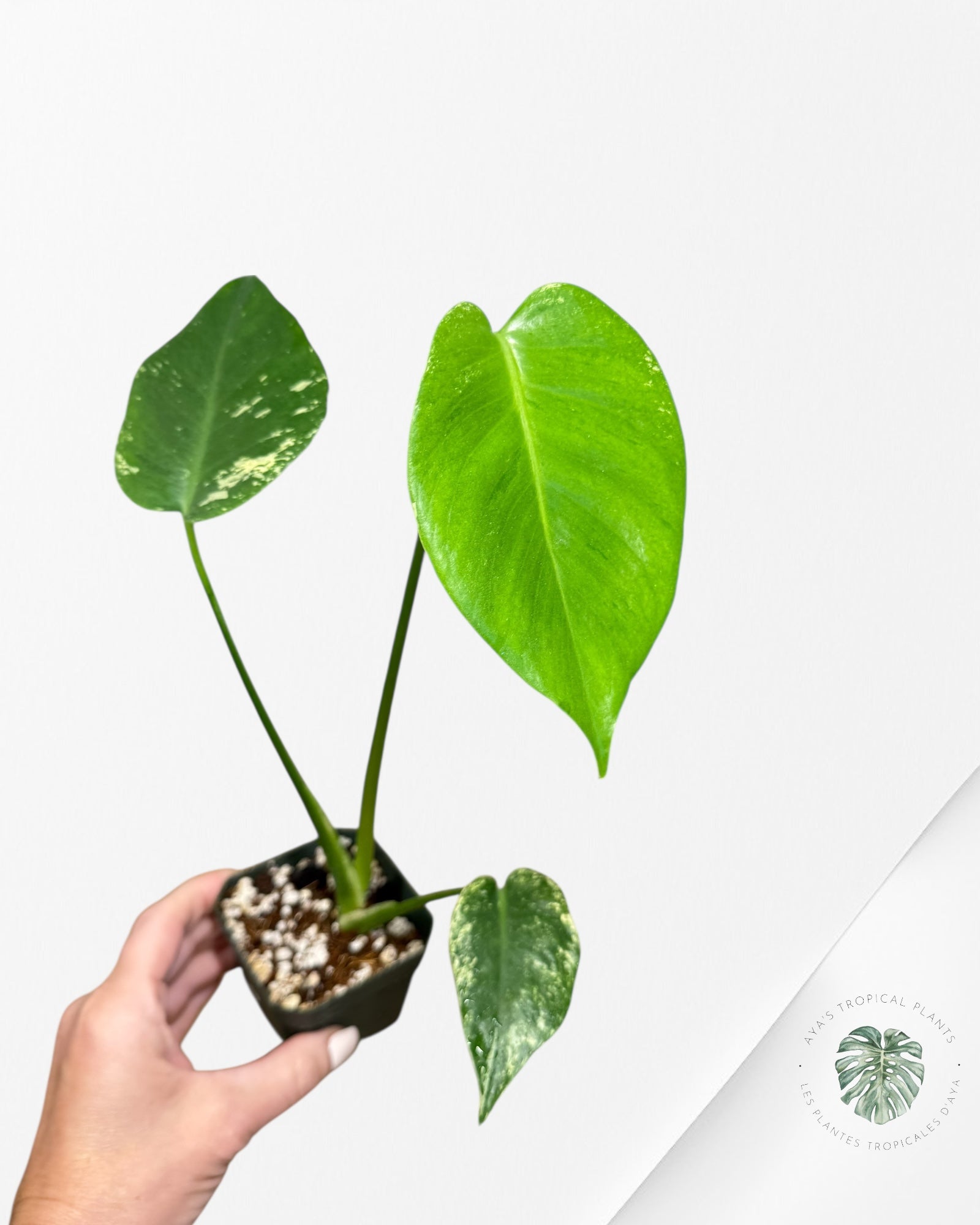 Monstera Mint - ON