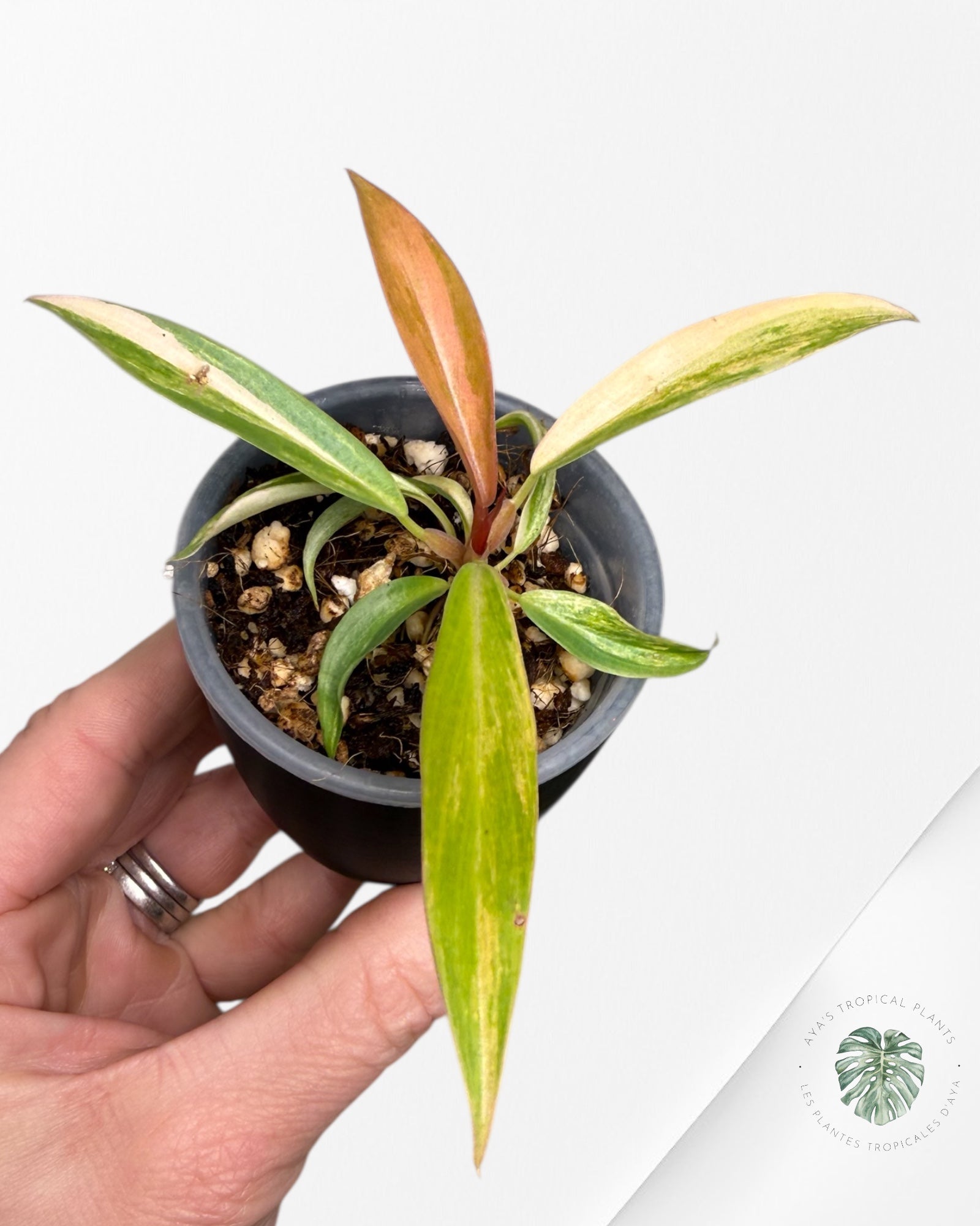 Philodendron Caramel Marble