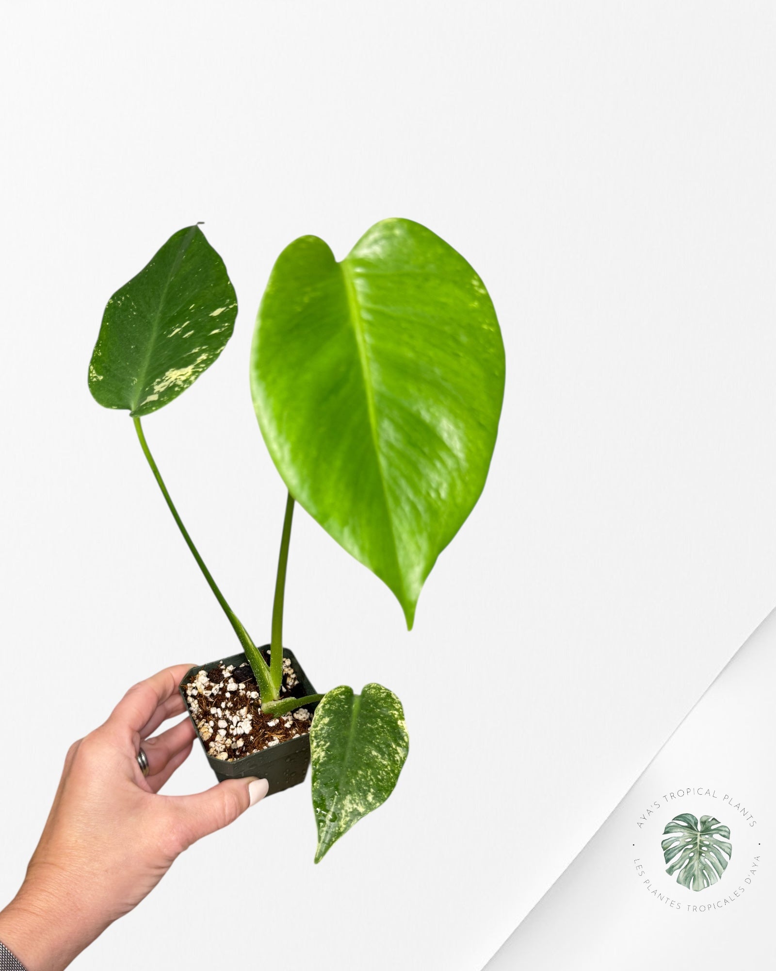 Monstera Mint - ON