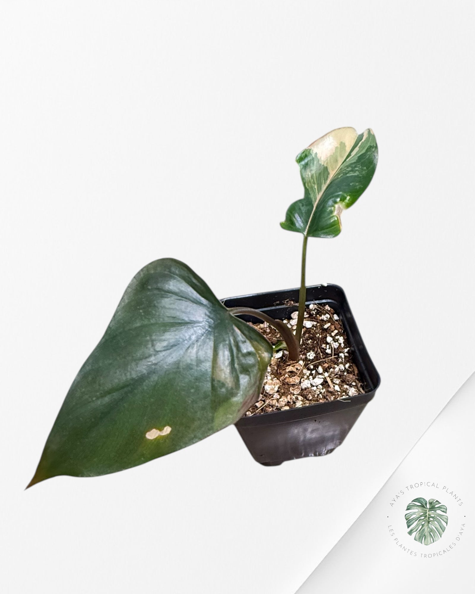 Homalomena Pink Diamond - V