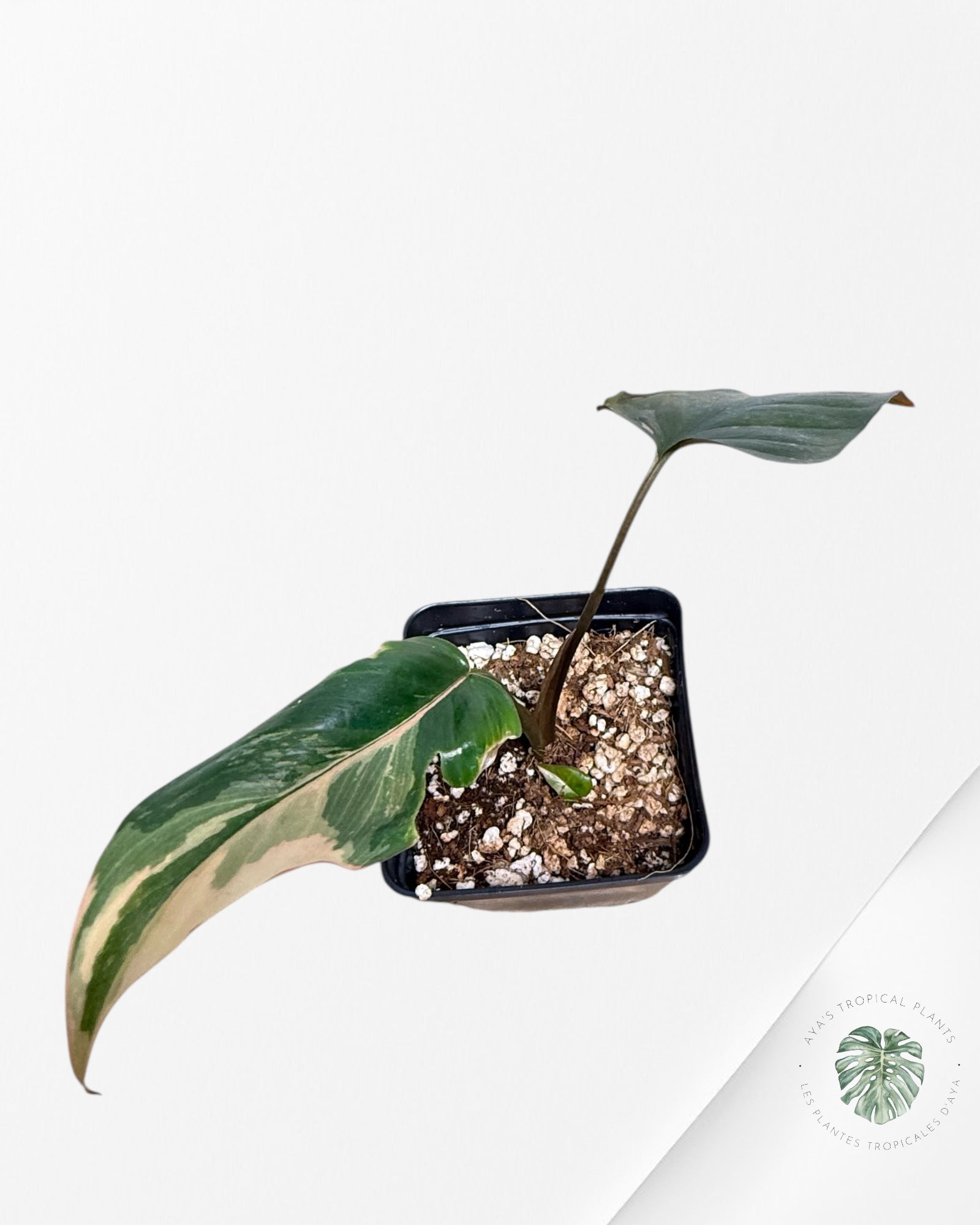 Homalomena Pink Diamond - V