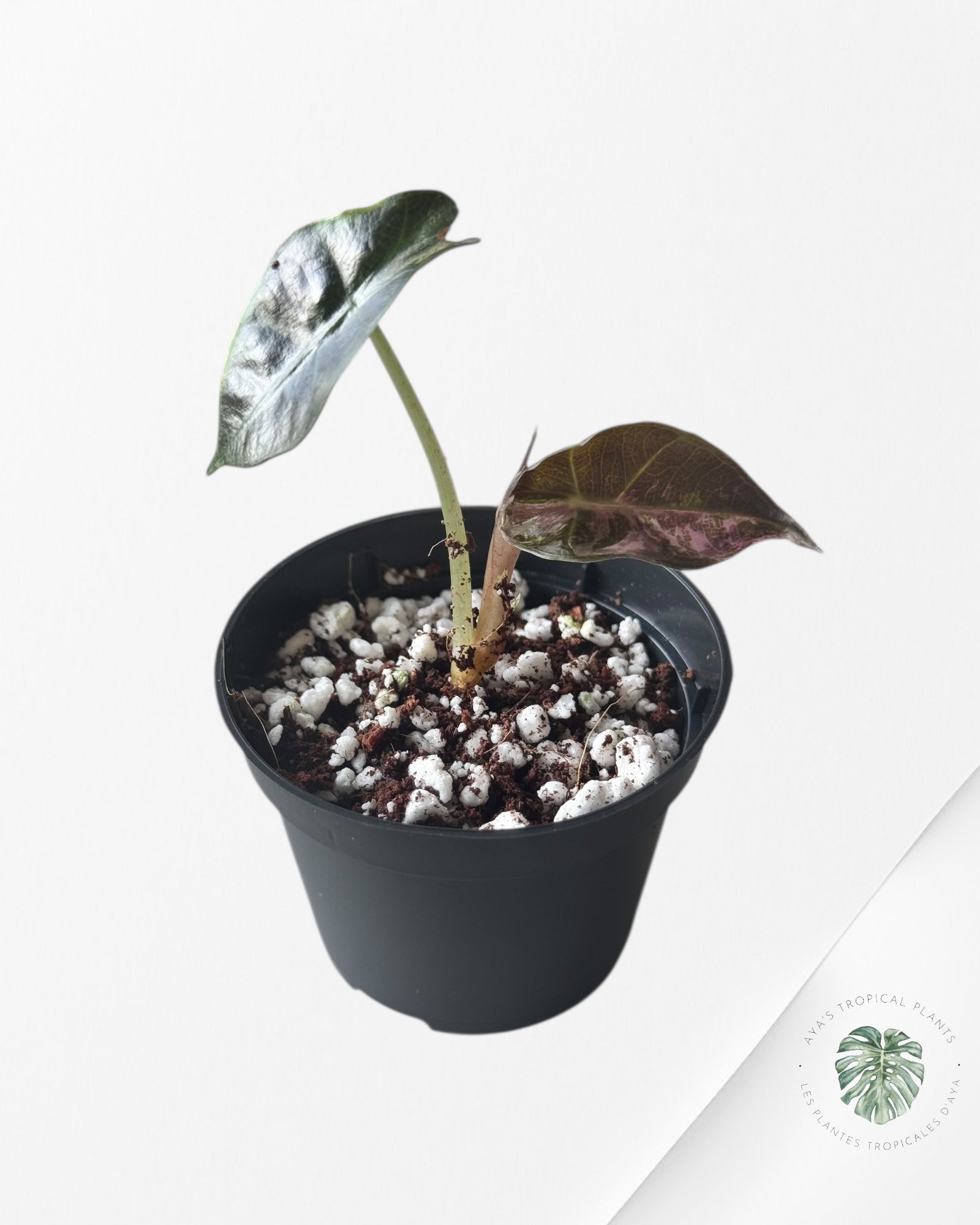 Alocasia Polly Variegata (Pink A Grade）- T63