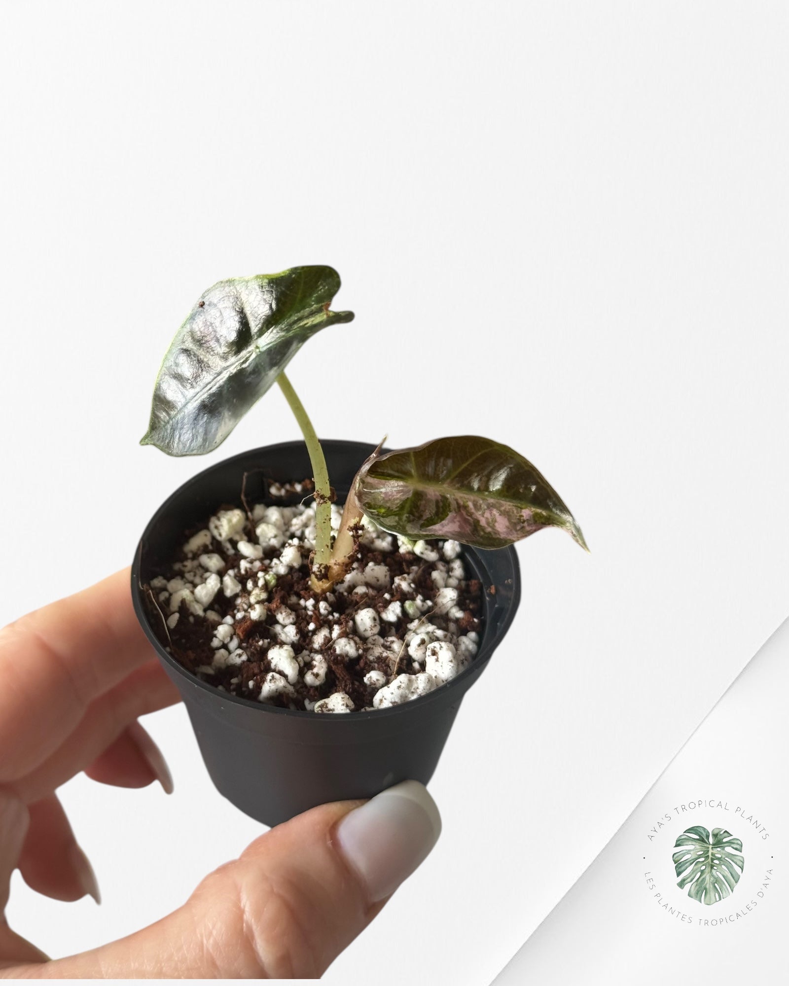 Alocasia Polly Variegata (Pink A Grade）- T63
