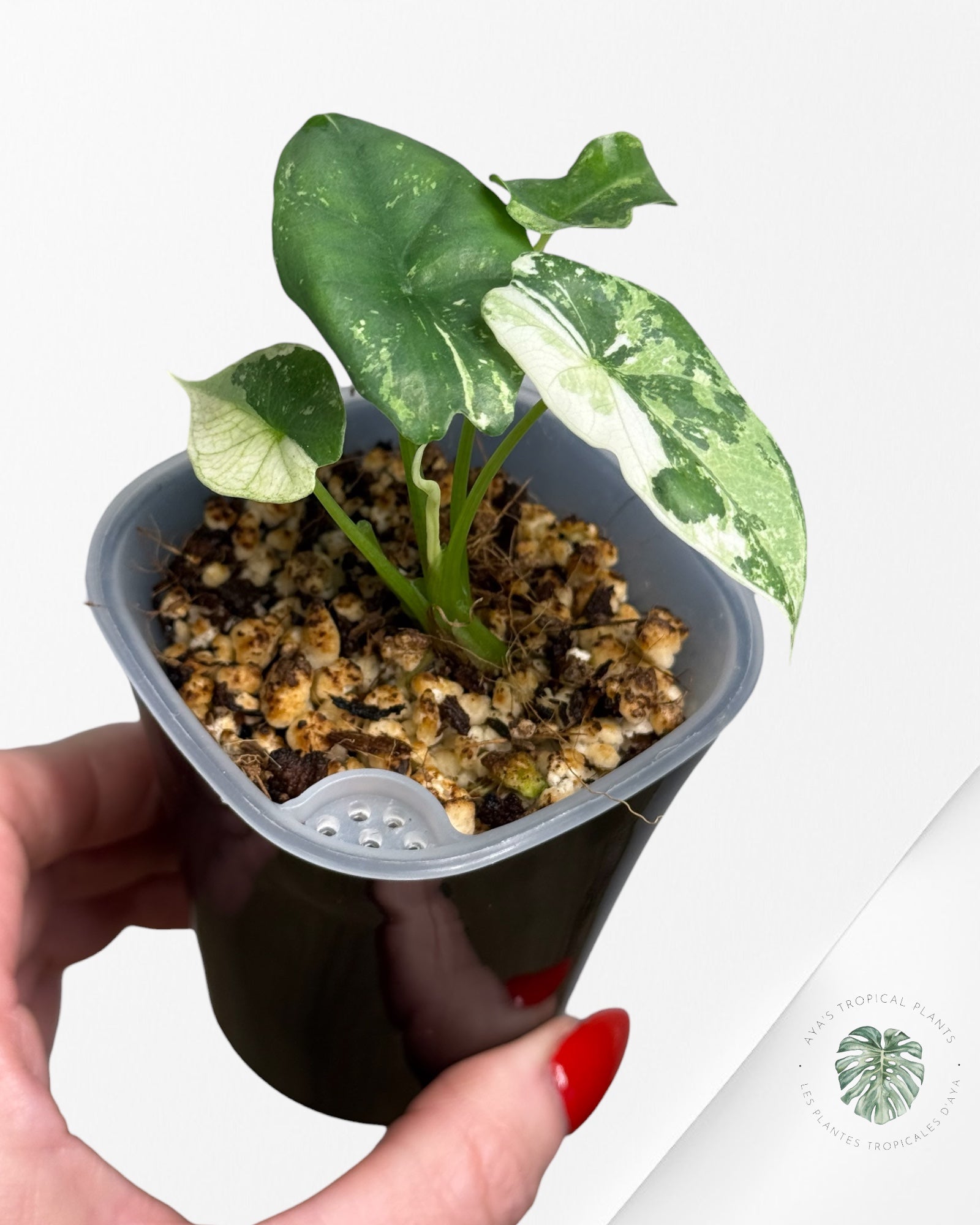 Alocasia Simpo Albo Variegated