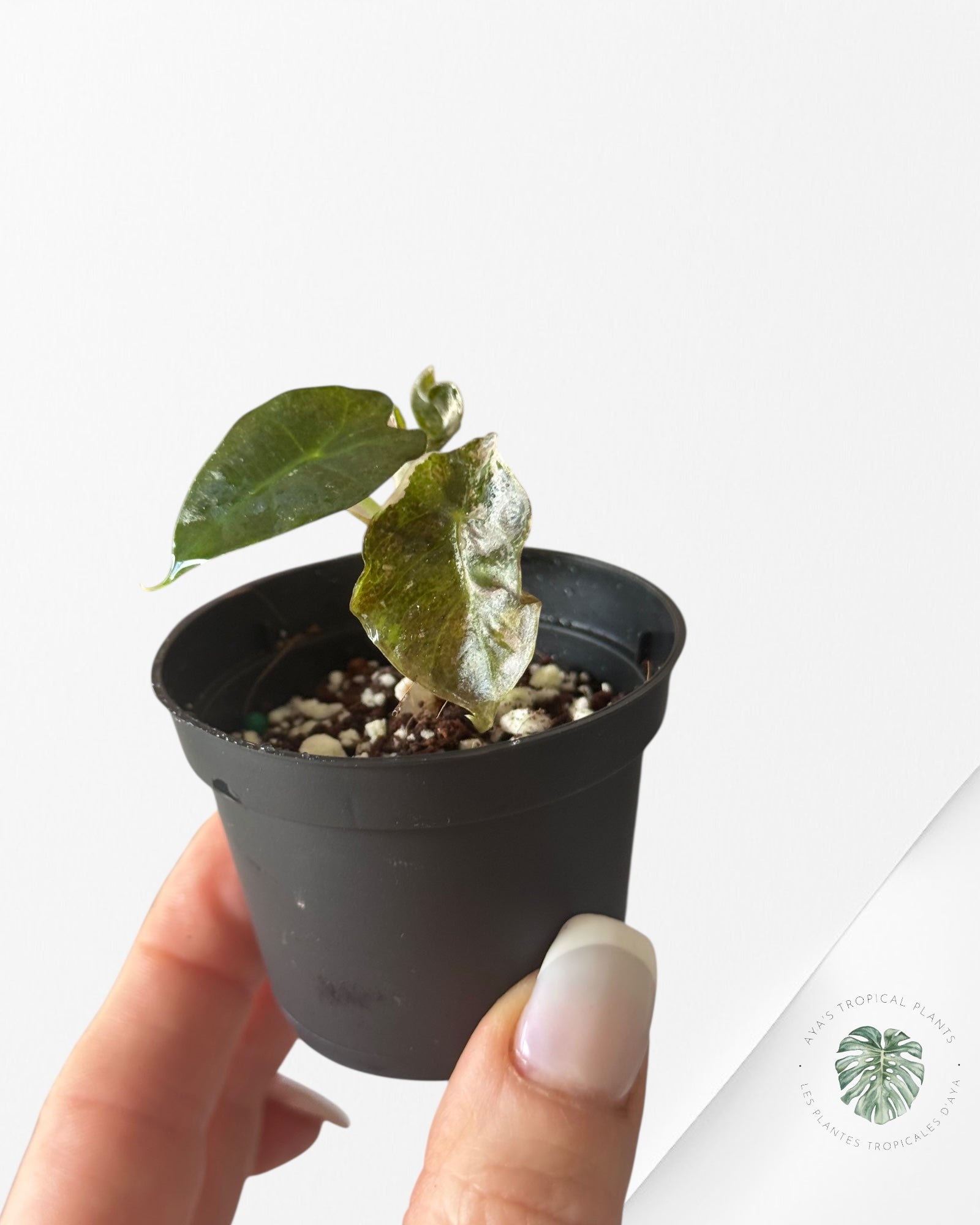 Alocasia Polly Variegata (Pink A Grade）- T83