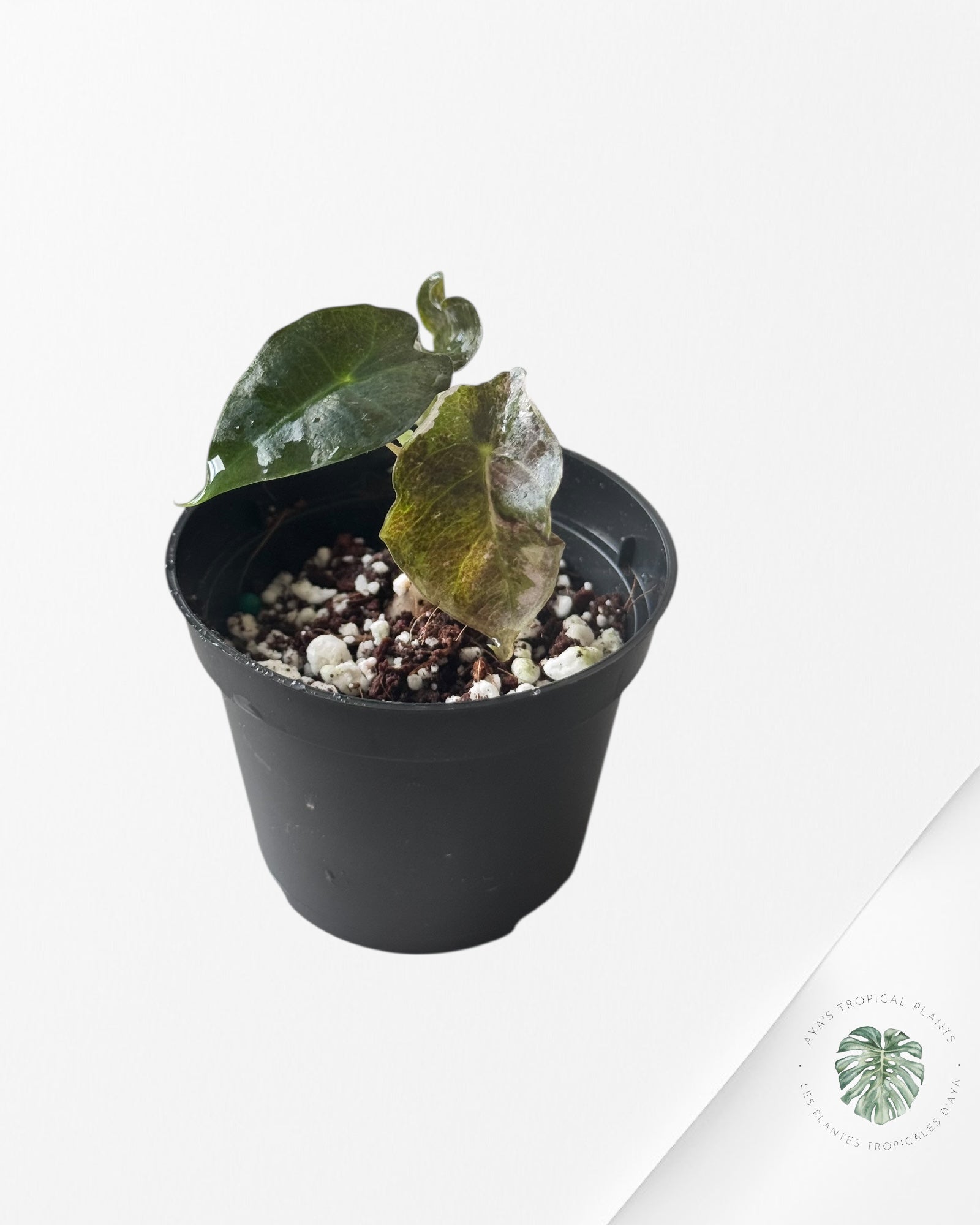 Alocasia Polly Variegata (Pink A Grade）- T83