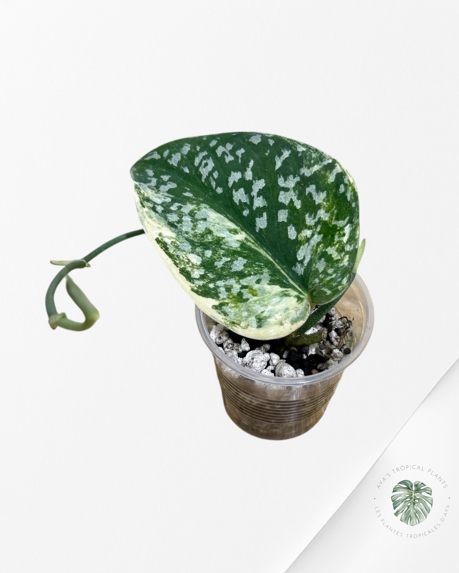 Scindapsus Senopati-H