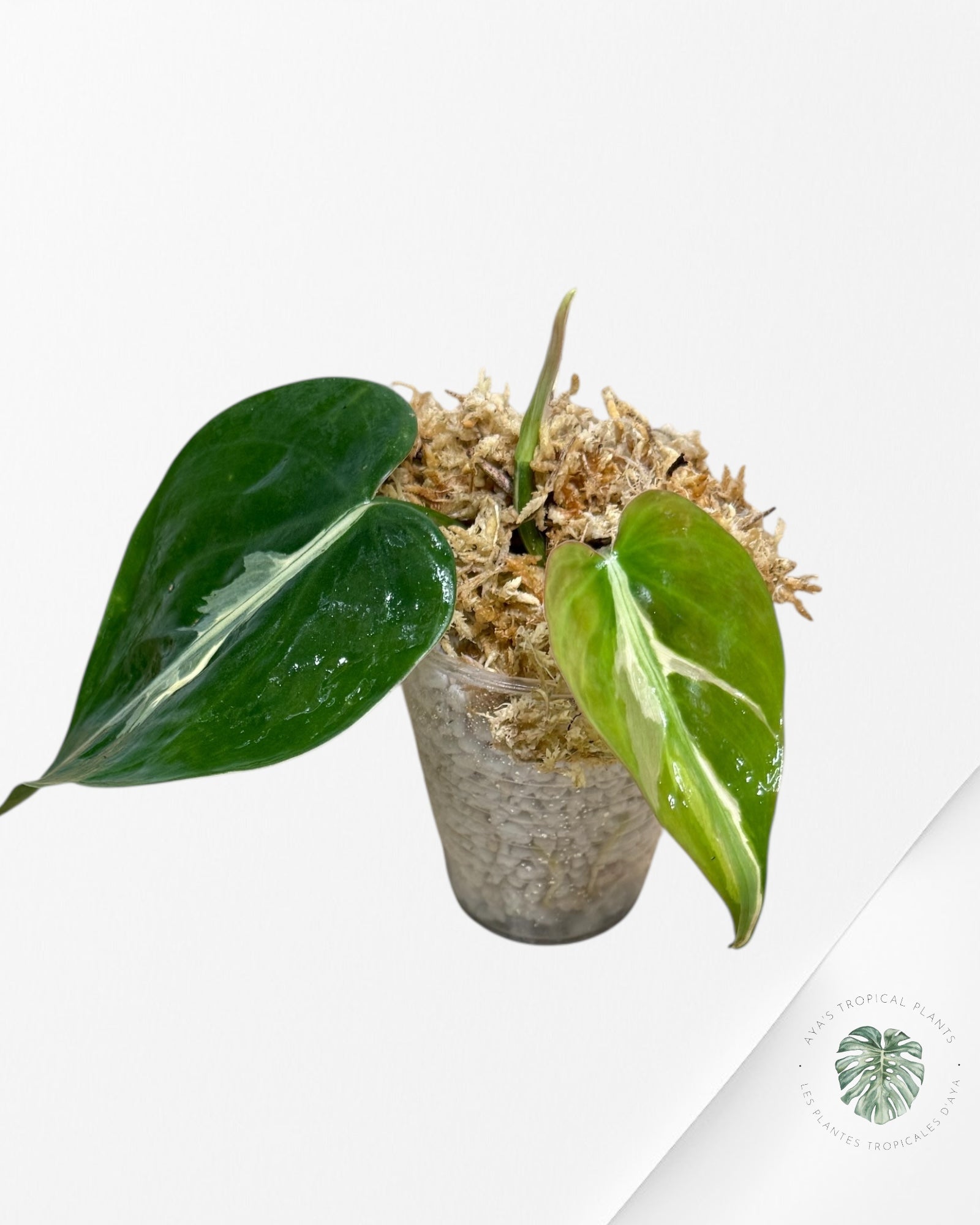 Philodendron Rio-1