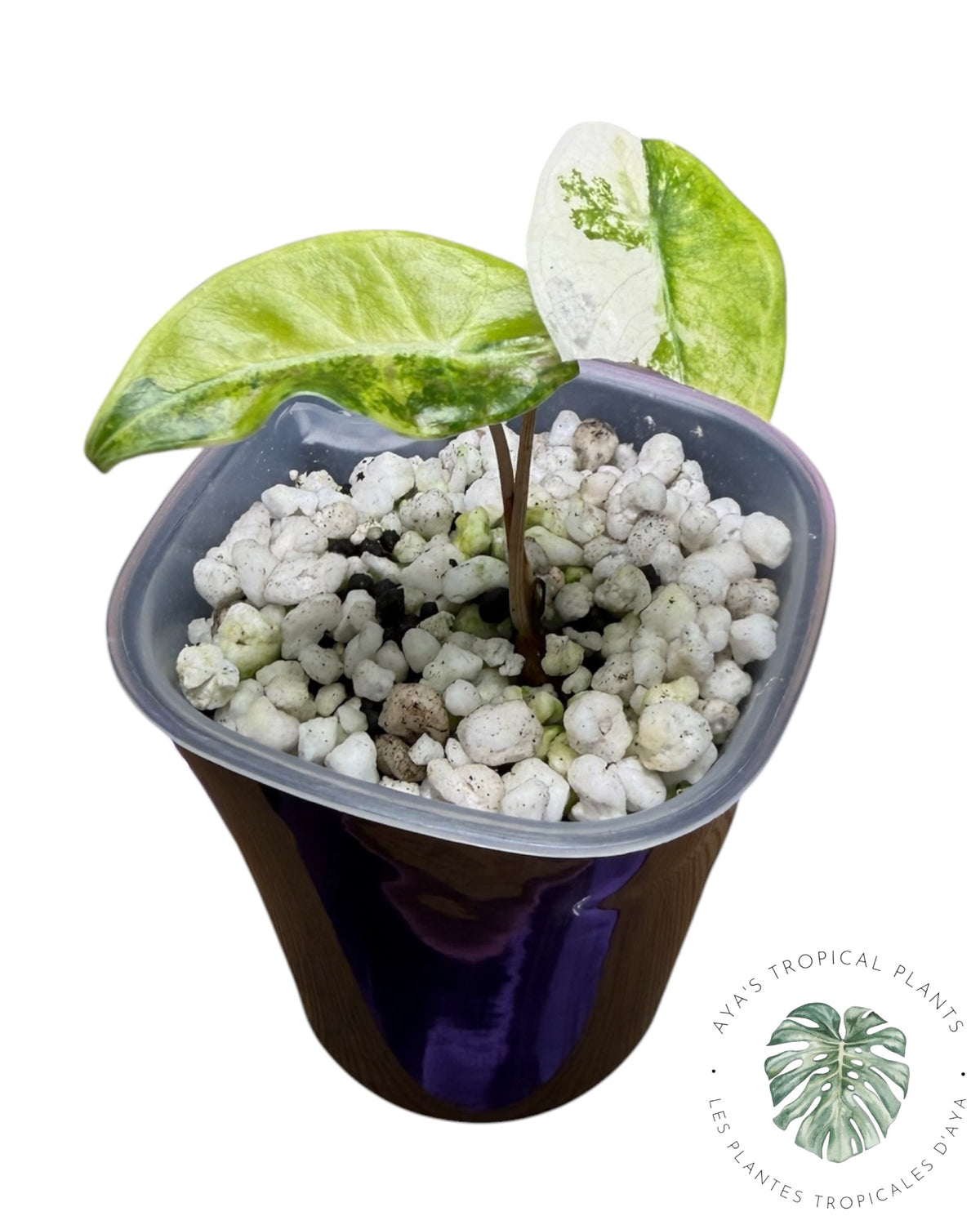 Alocasia Longiloba Grandis Aurea Variegated