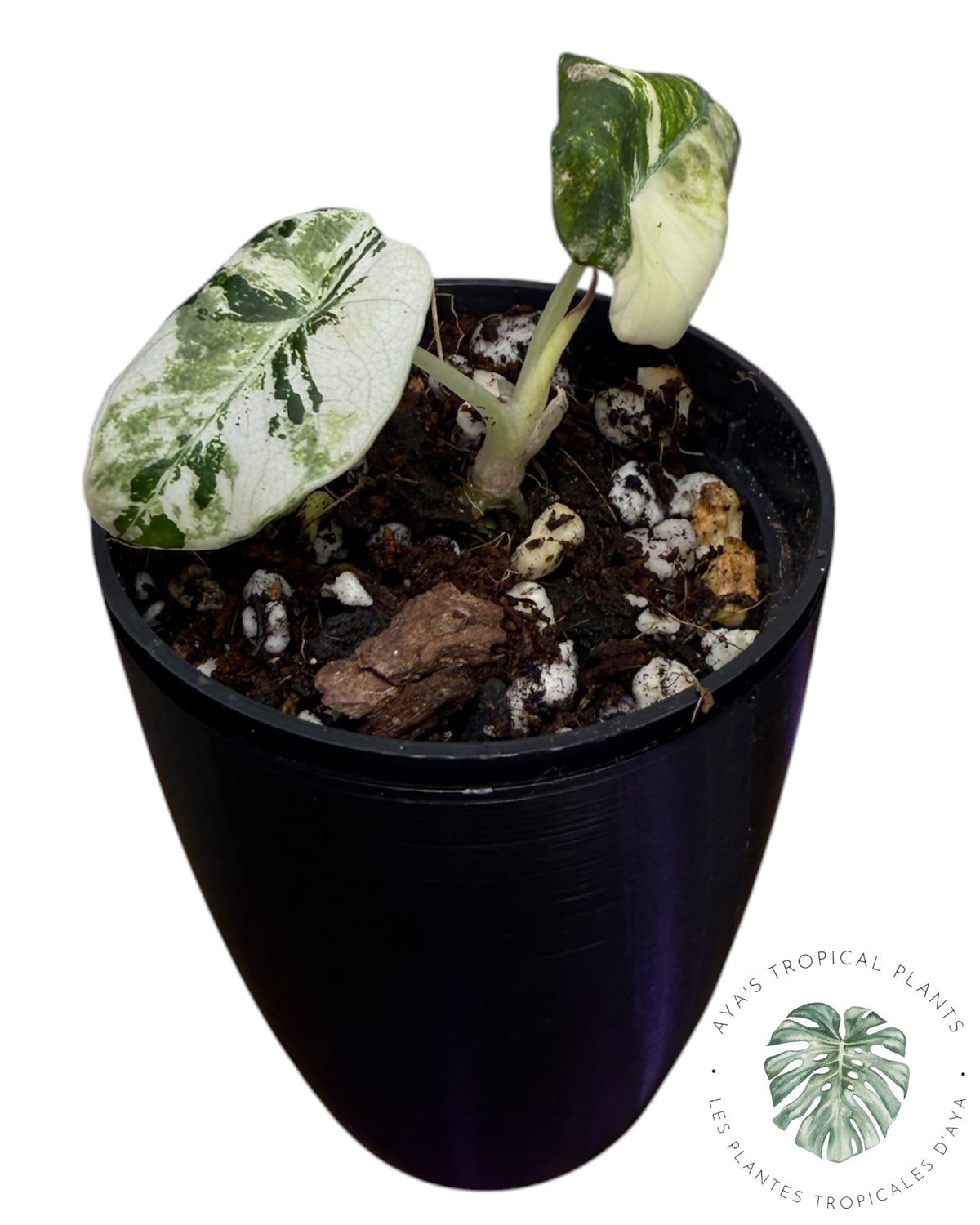 Alocasia Black Velvet Pink