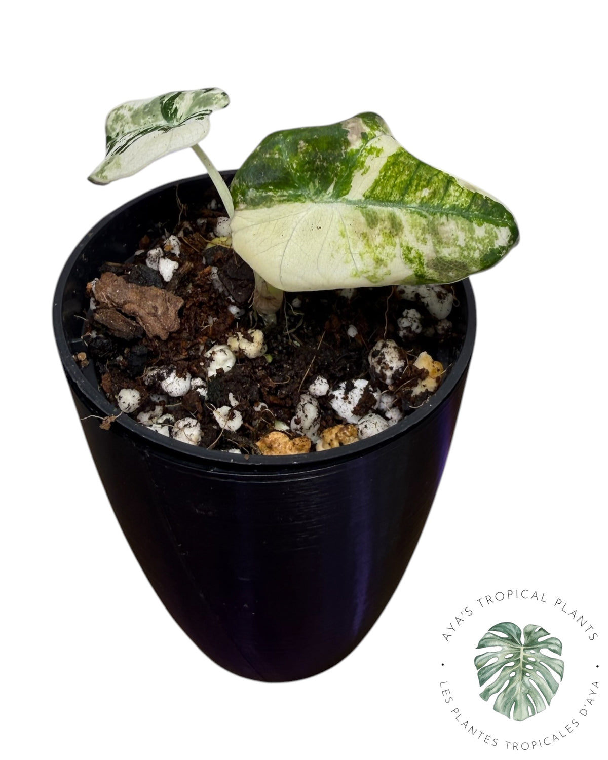 Alocasia Black Velvet Pink