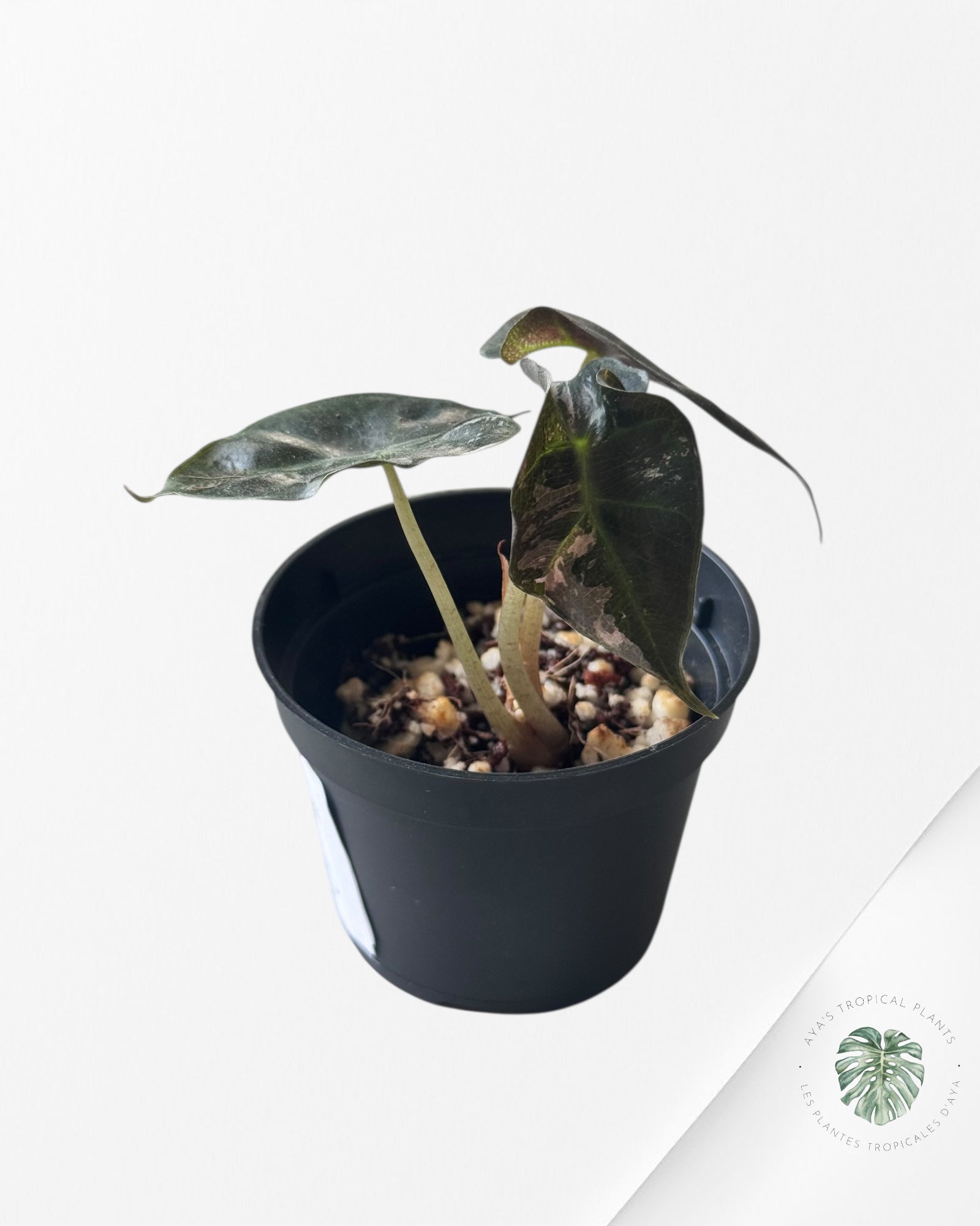 Alocasia Polly Variegata (Pink A Grade）- TZ3