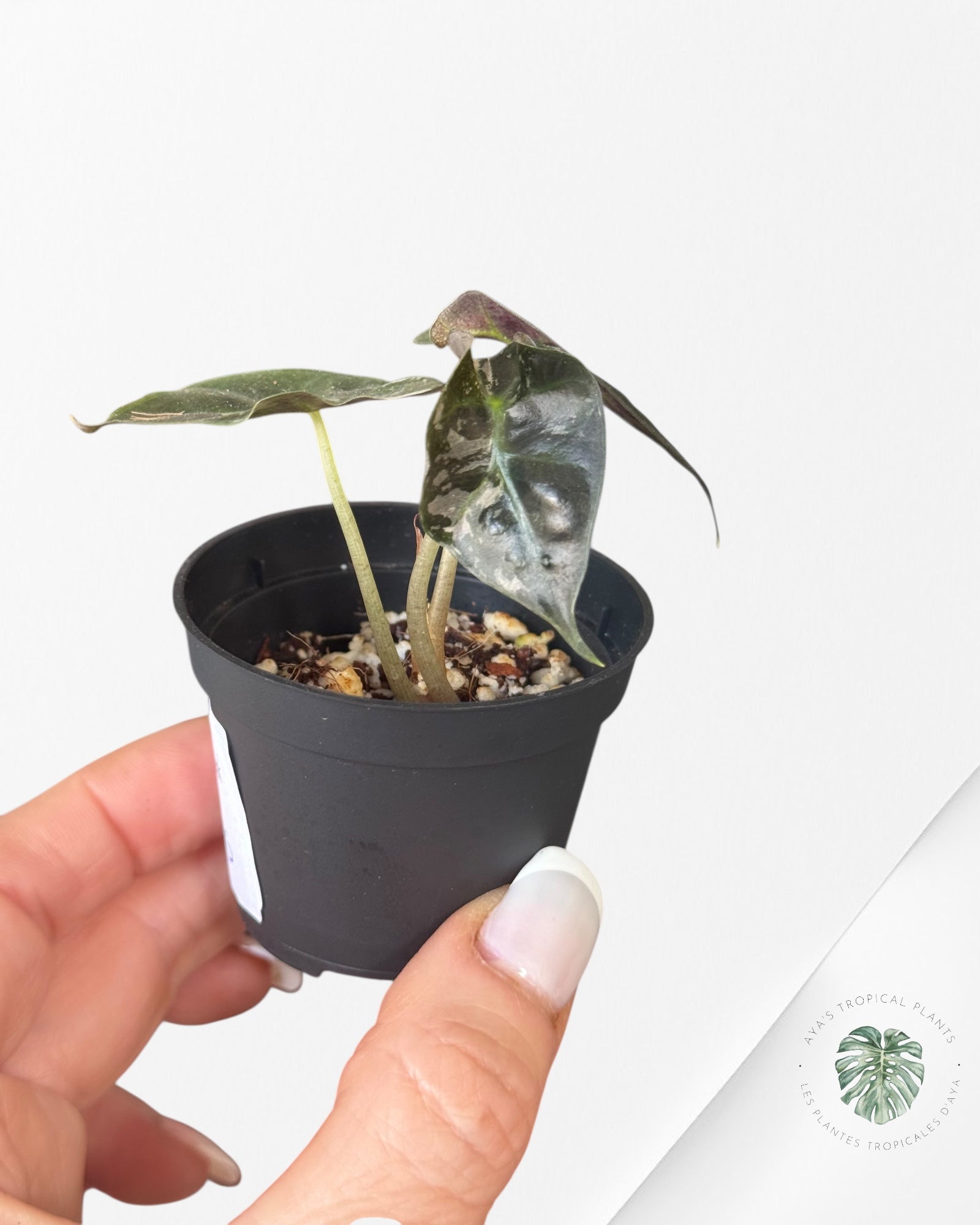 Alocasia Polly Variegata (Pink A Grade）- TZ3