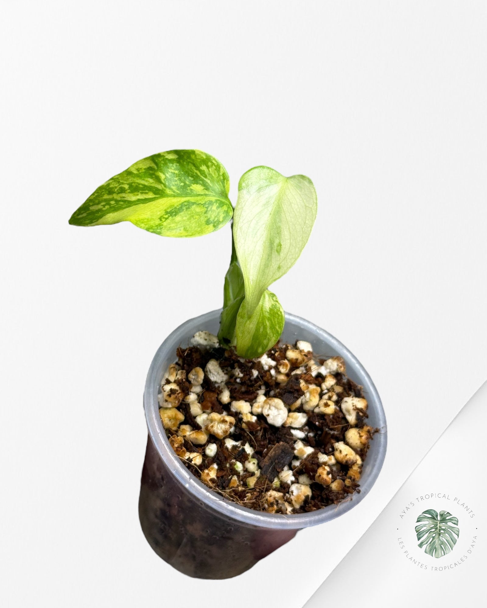 Monstera Deliciosa Electrolyte |Rare TC Plant | Aya's Tropical Plants