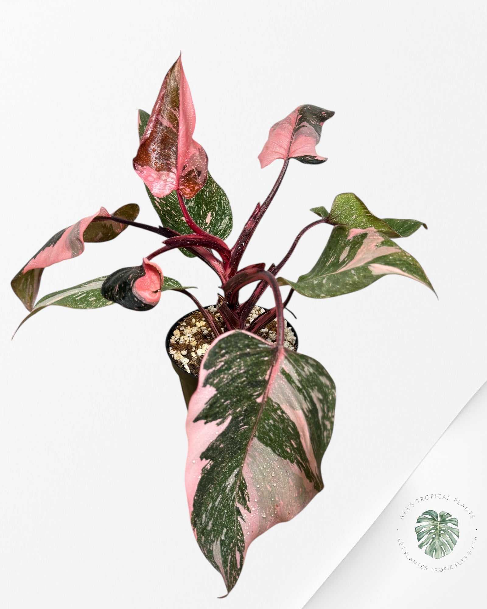 Philodendron 'Pink Princess Galaxy - F2 moi o