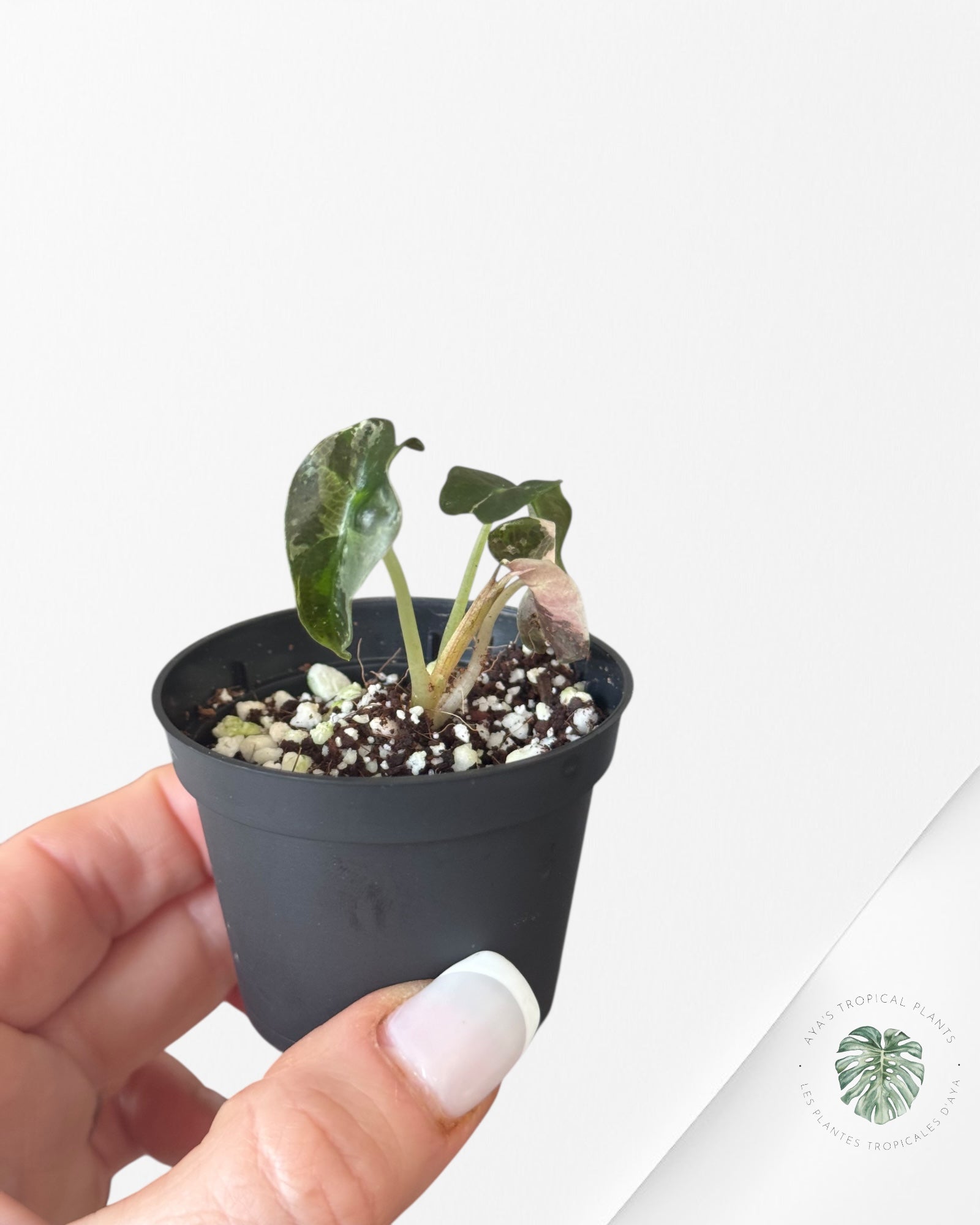 Alocasia Polly Variegata (Pink A Grade）- T93