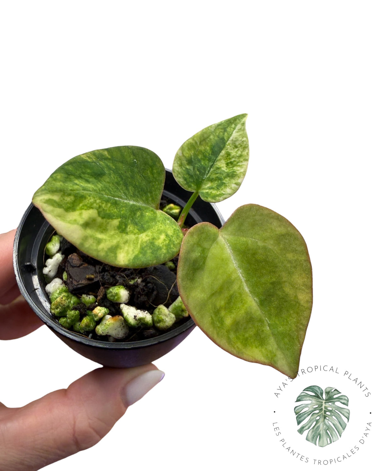 Anthurium Papillilaminum X Magnificum Variegated