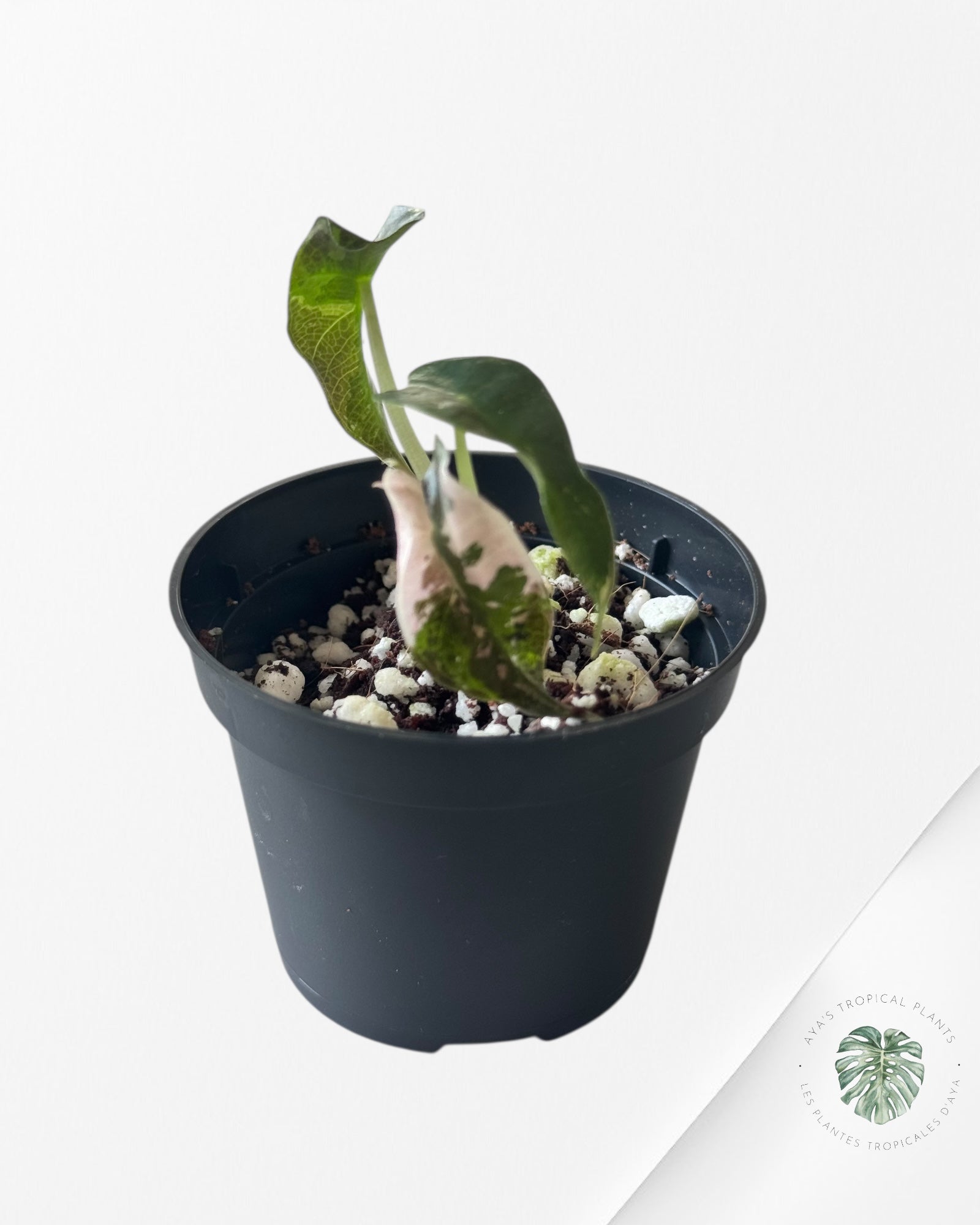 Alocasia Polly Variegata (Pink A Grade）- T93