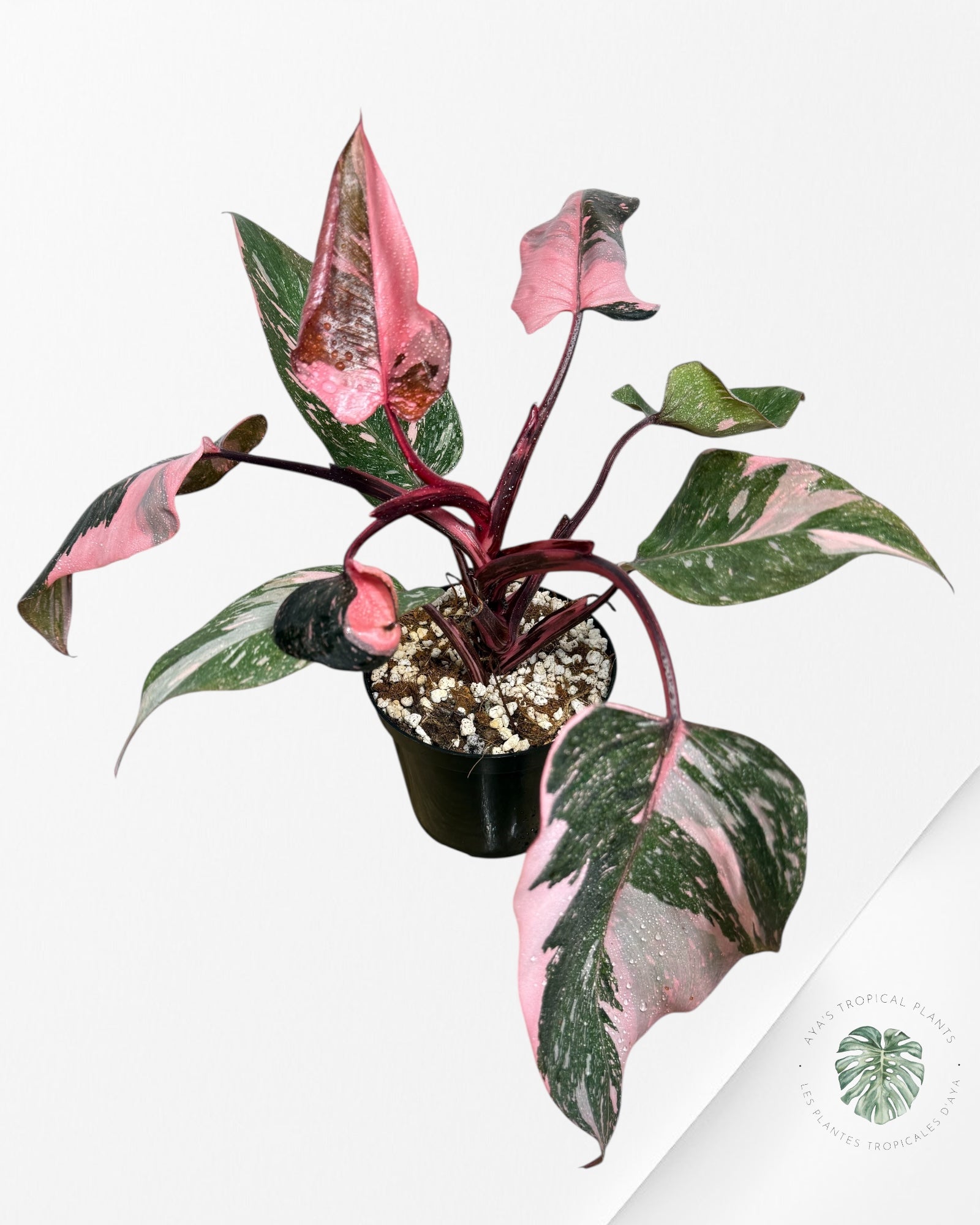 Philodendron 'Pink Princess Galaxy - F2 moi o