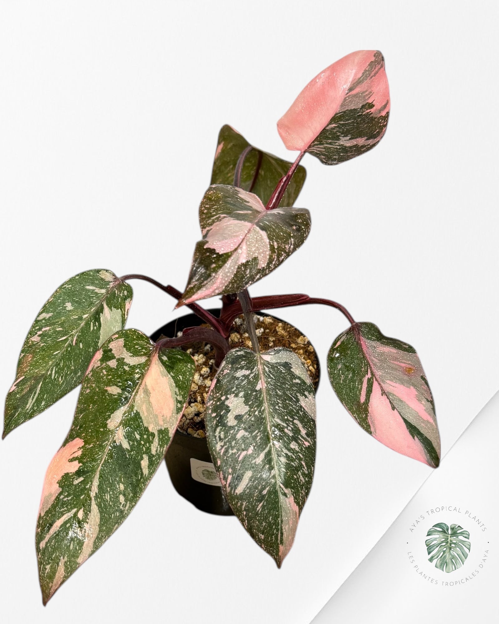 Philodendron 'Pink Princess Galaxy - F4