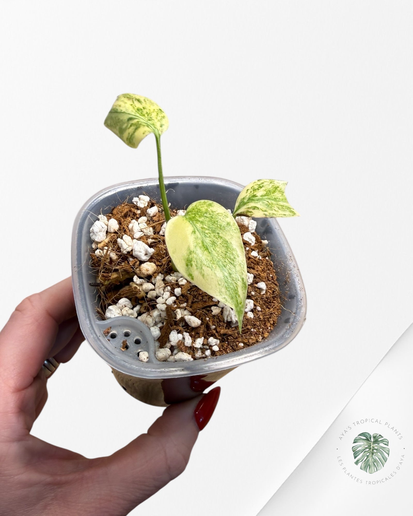 Monstera Deliciosa 'Legacy'