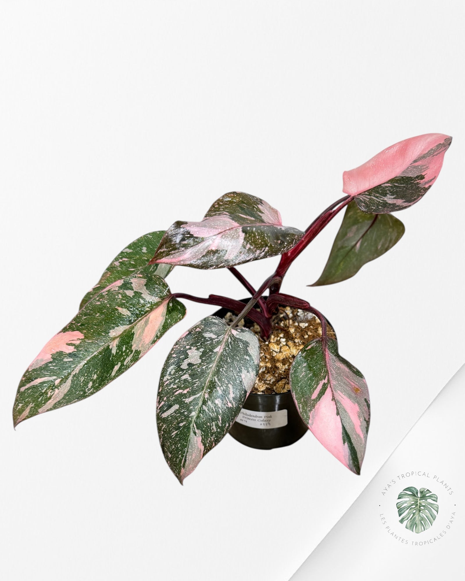 Philodendron 'Pink Princess Galaxy - F4