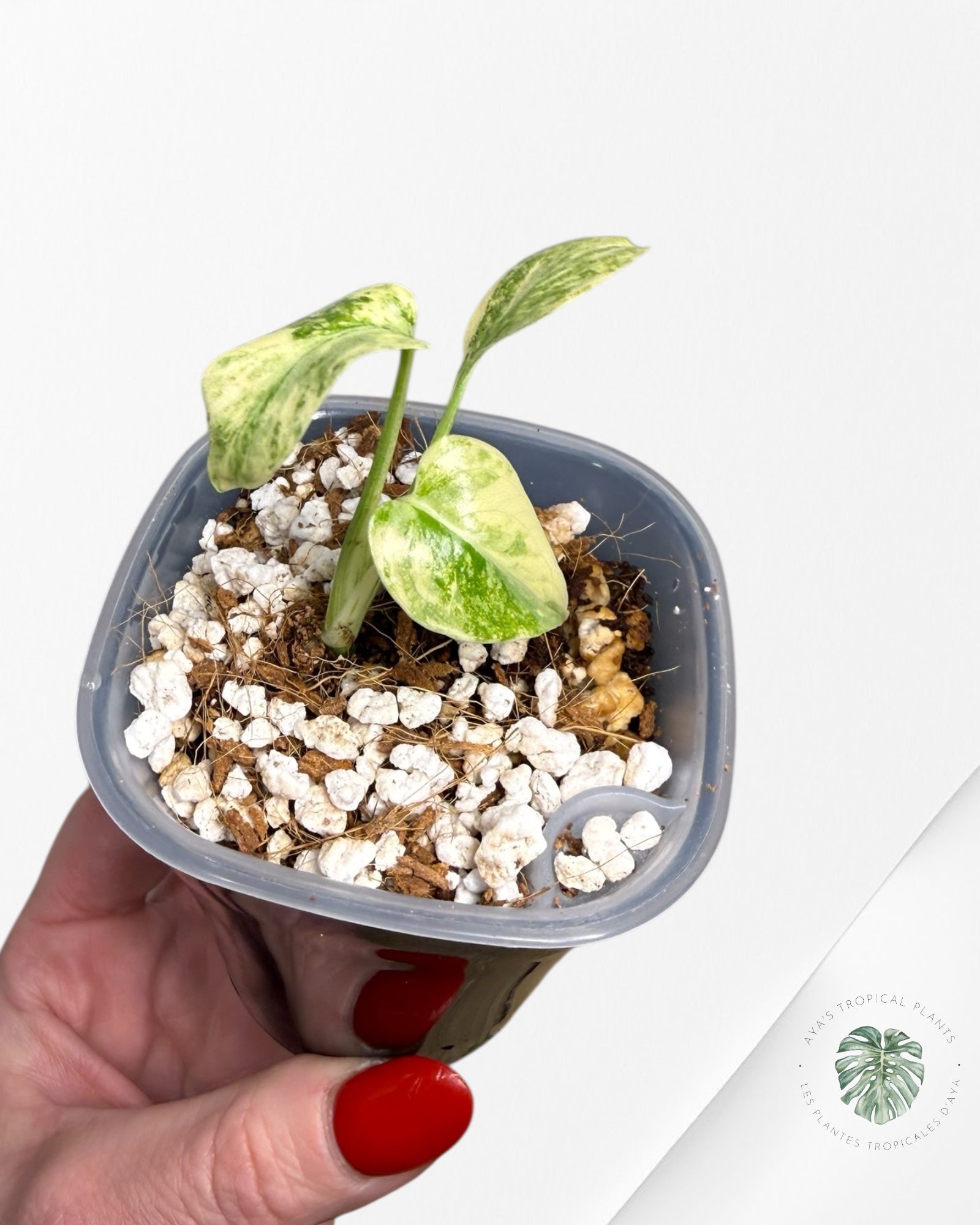 Monstera Deliciosa 'Legacy'