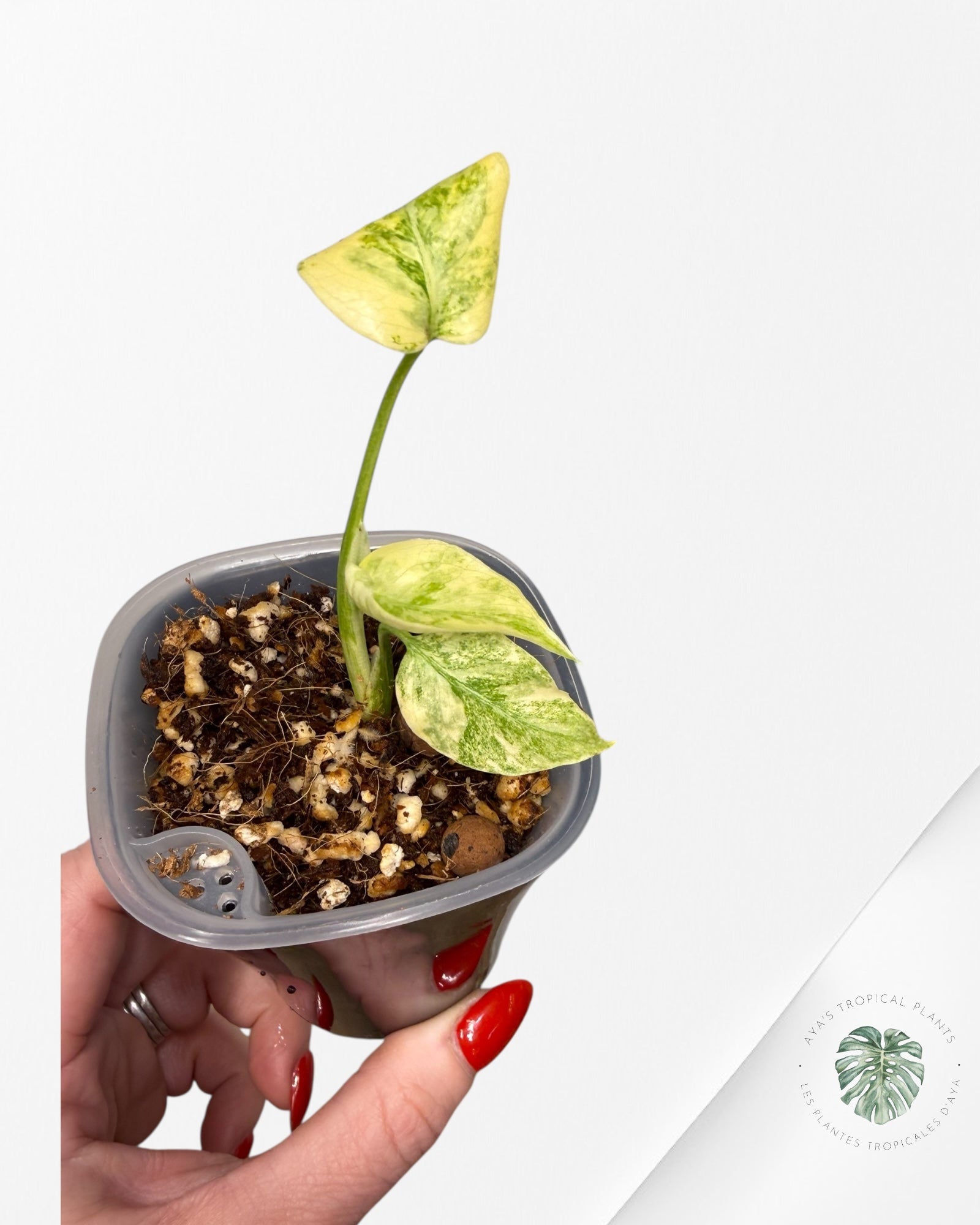 Monstera Deliciosa 'Legacy'