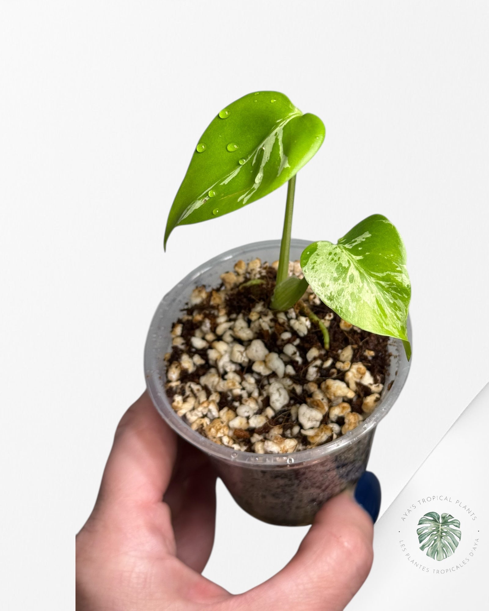 Monstera Deliciosa Bulbasaur |Rare TC Plant | Aya's Tropical Plants