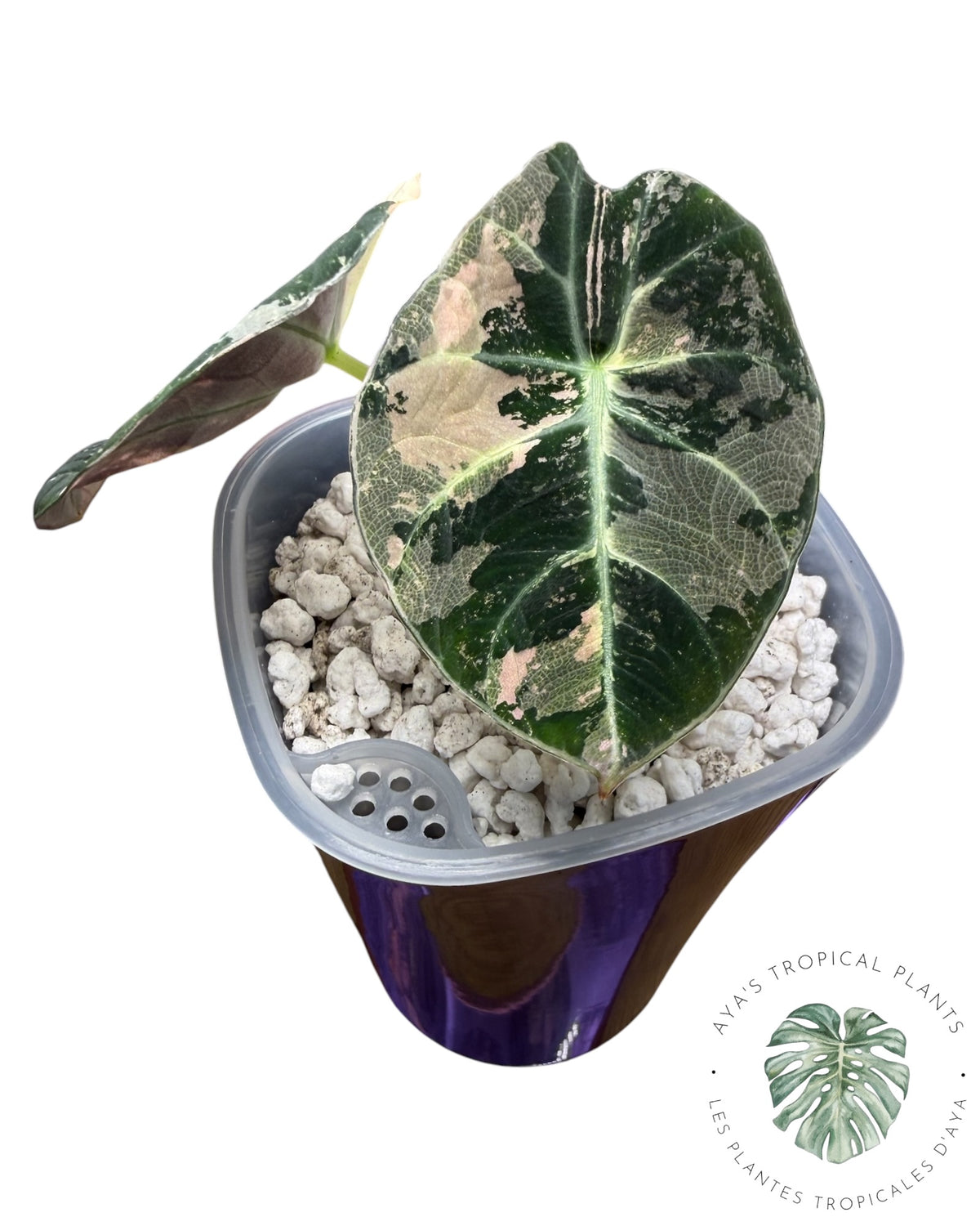 Alocasia Black Velvet Snowflake Variegated