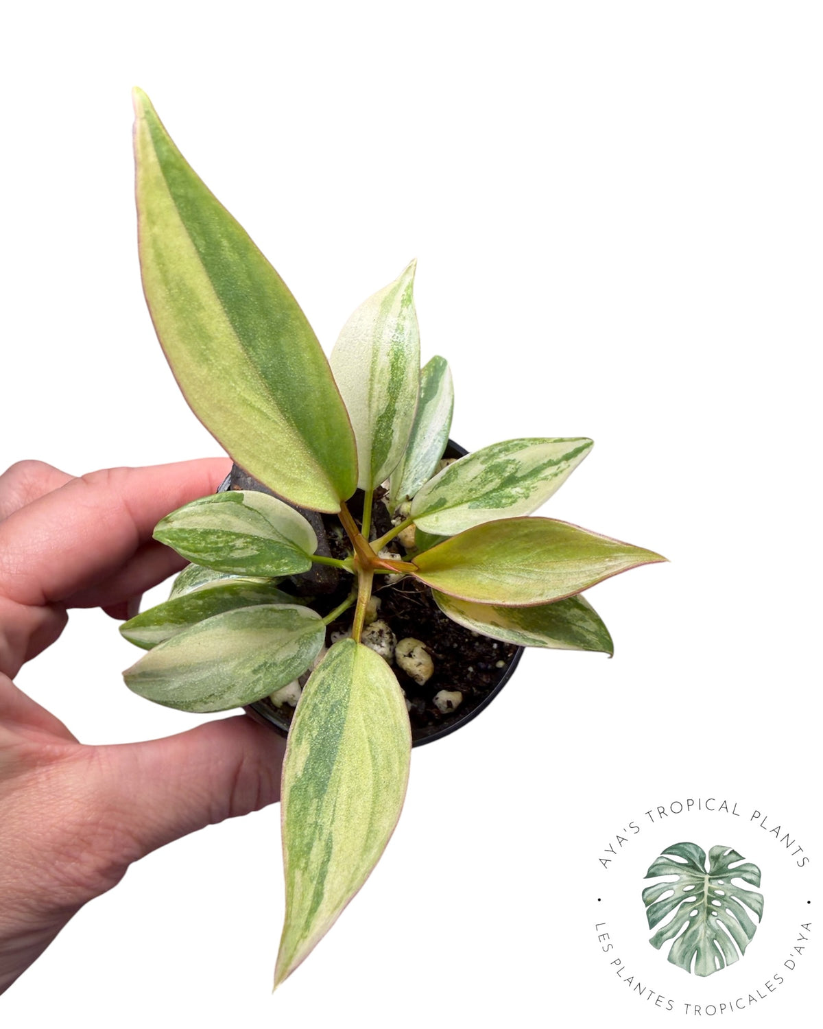 Philodendron Atabapoense Pink