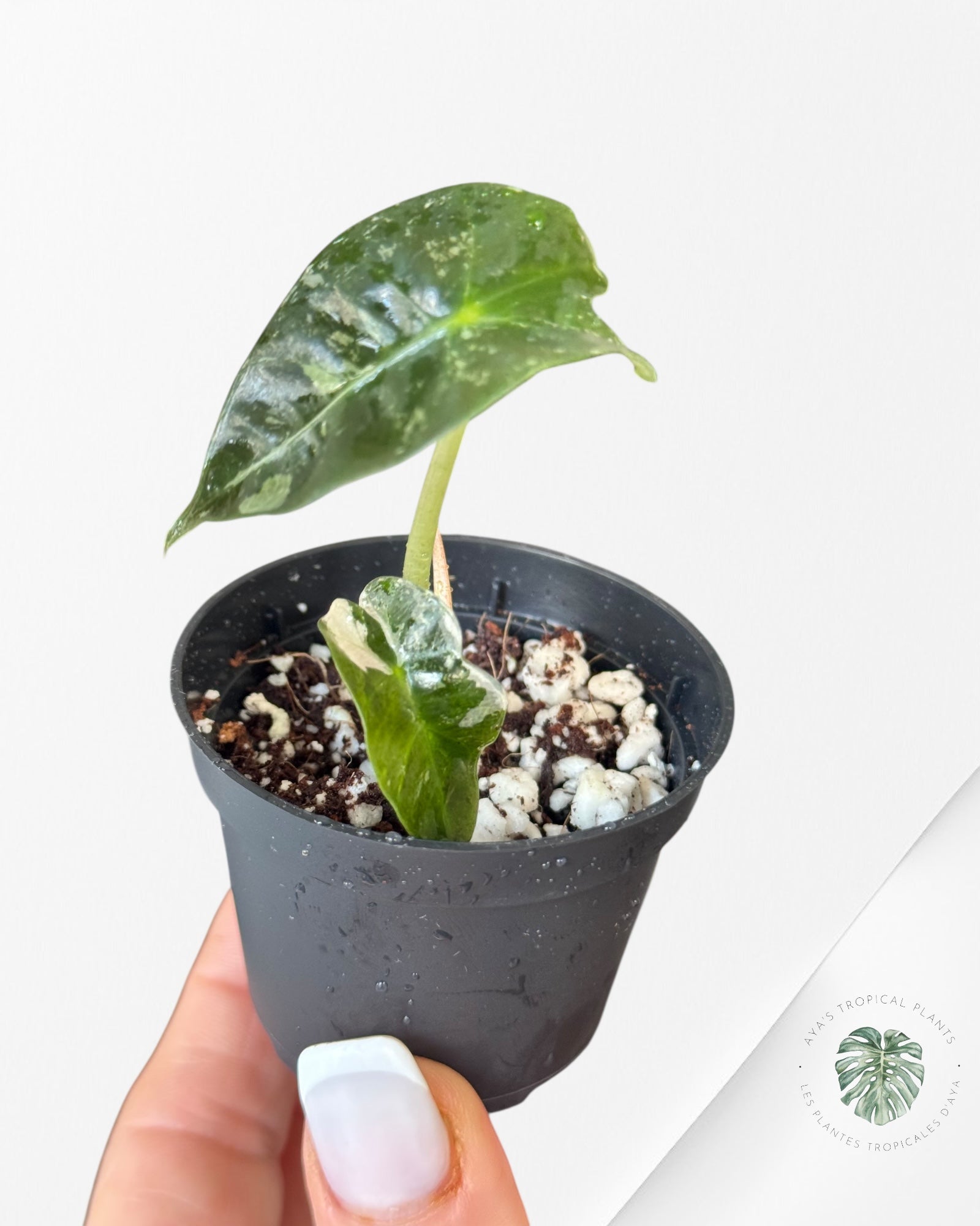 Alocasia Polly Variegata (Pink A Grade）- TZ4